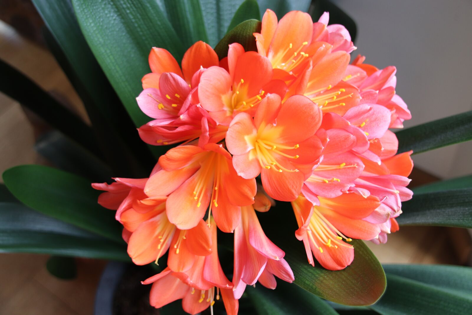 Canon EOS 200D (EOS Rebel SL2 / EOS Kiss X9) sample photo. Flower, nature, orchids photography