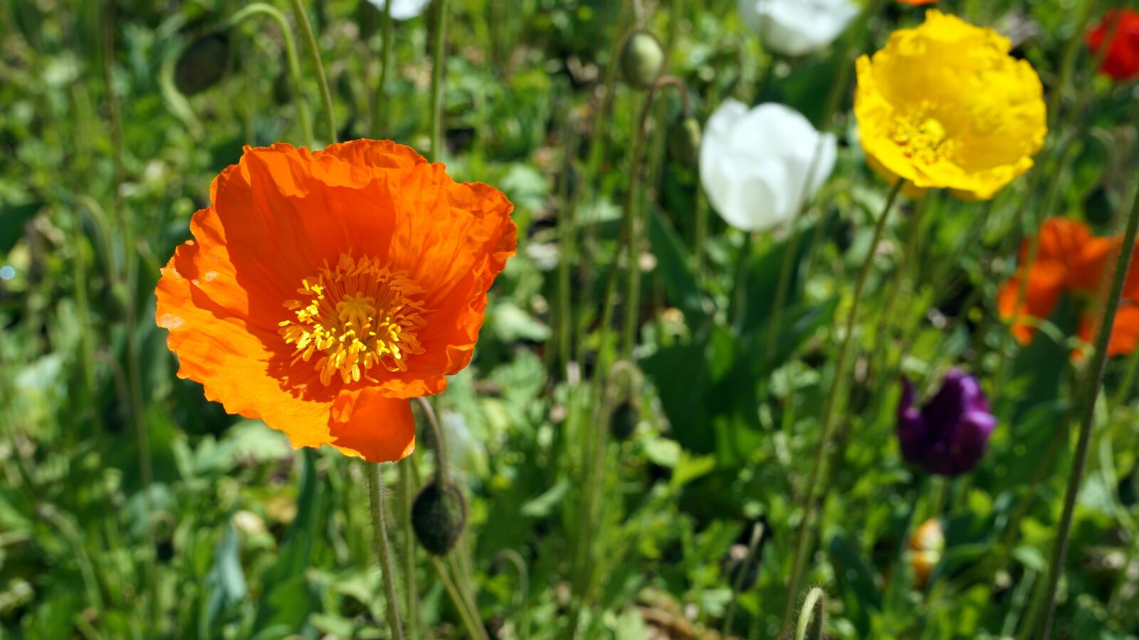 E 18-50mm F4-5.6 sample photo. Orange, flower, floral photography