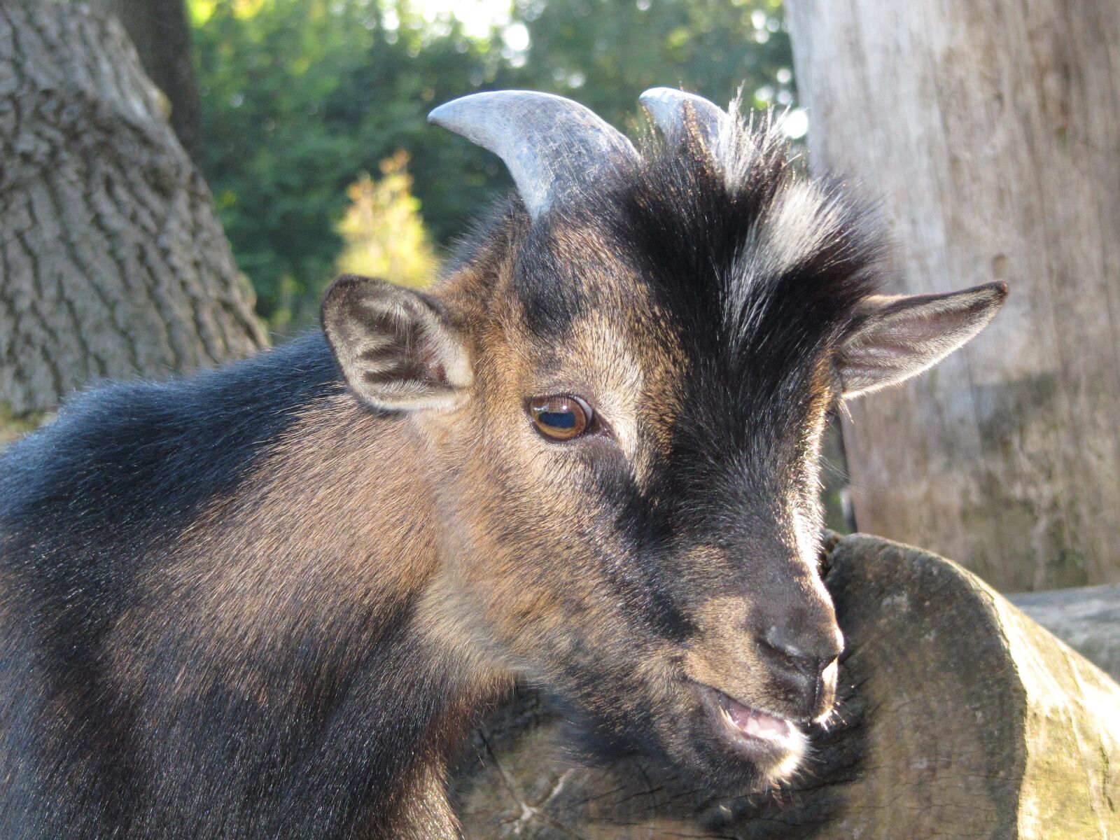 Canon PowerShot SX200 IS sample photo. Goat, kid, nature photography