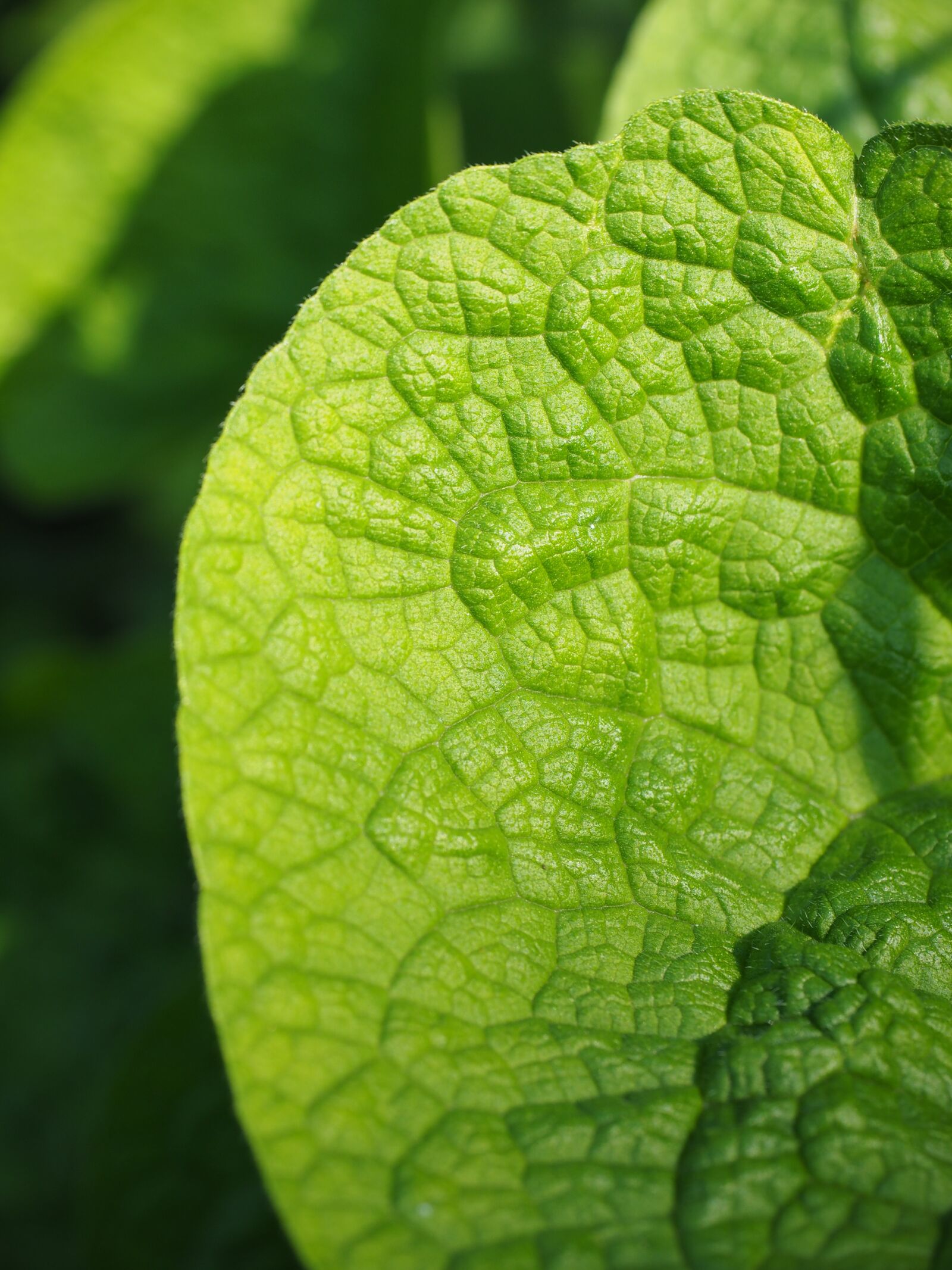 Olympus OM-D E-M1 + Olympus M.Zuiko Digital ED 12-40mm F2.8 Pro sample photo. Leaf, green, nature photography