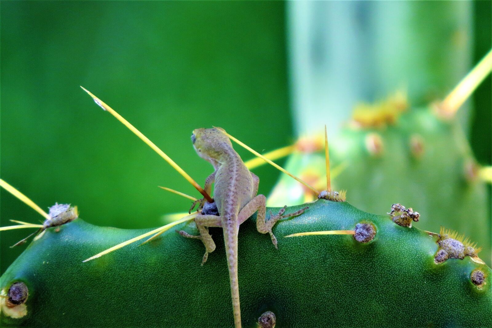 Canon PowerShot SX50 HS sample photo. Reptile, tiny lizard, cactus photography