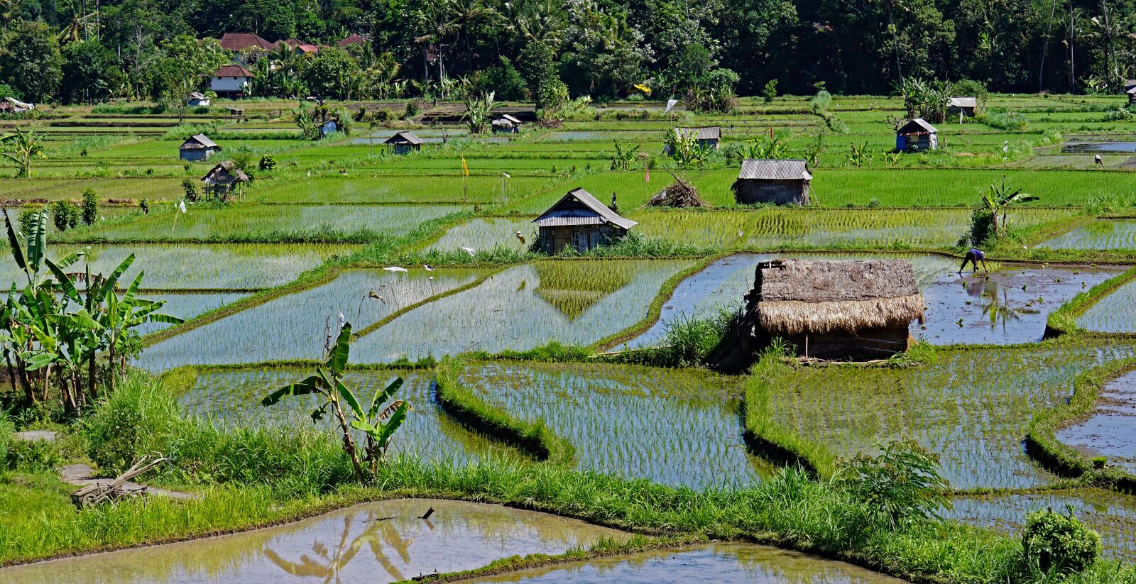 Sony a6000 + Sony FE 70-300mm F4.5-5.6 G OSS sample photo. Bali, rice paddies, farm photography