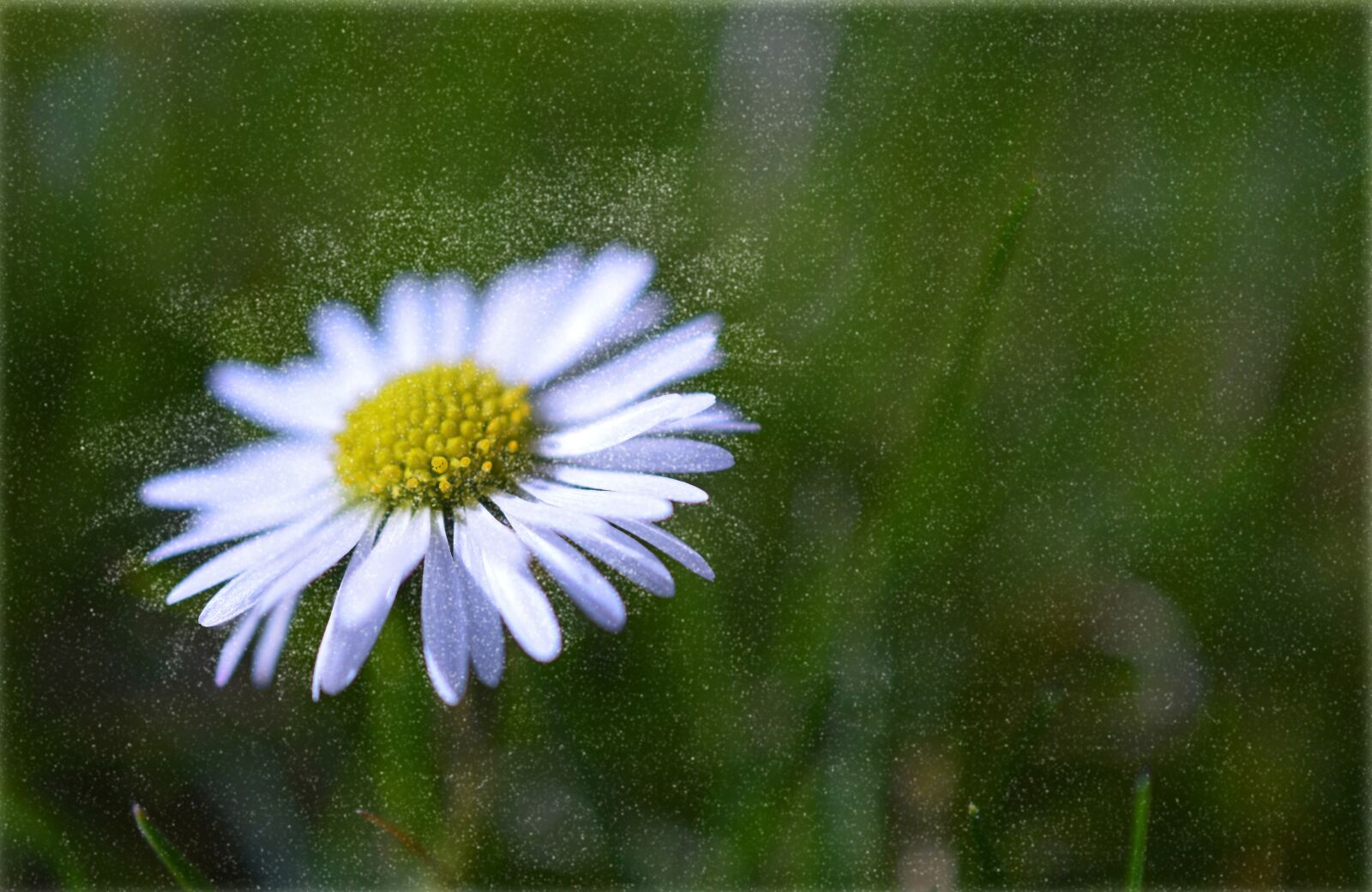 Nikon D3200 sample photo. Daisy, blossom, bloom photography
