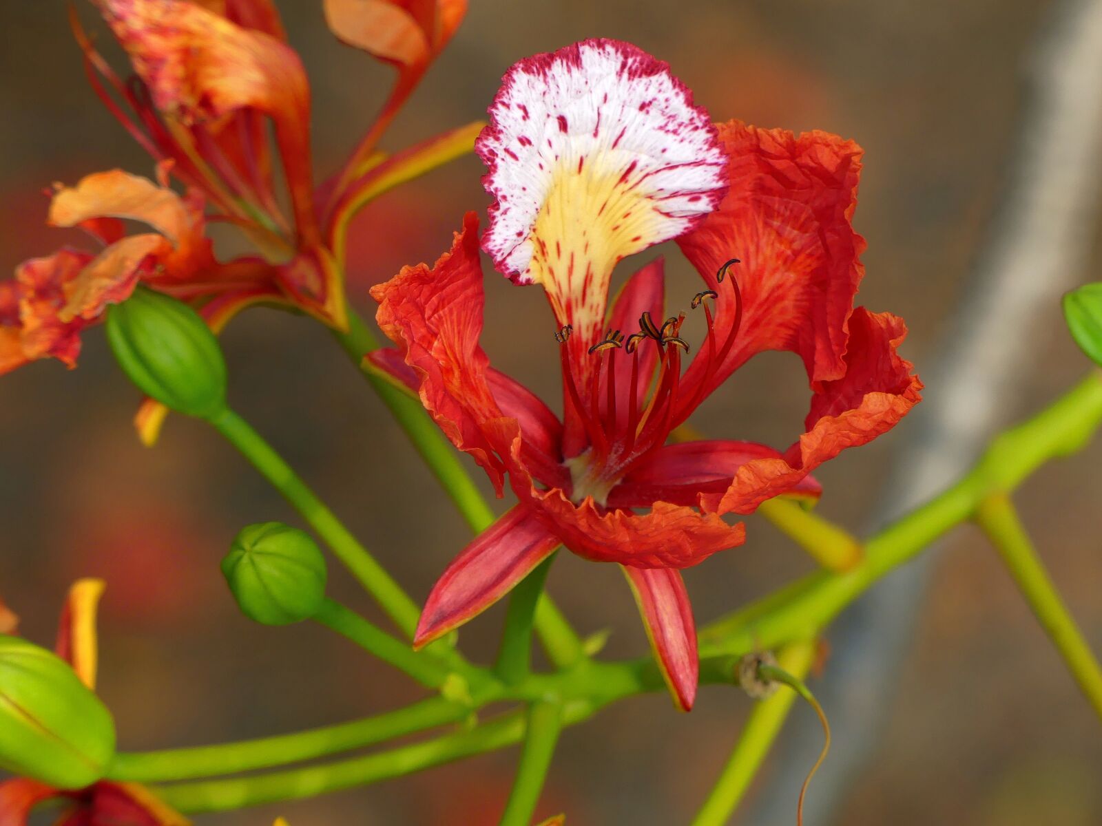 Panasonic Lumix DMC-FZ300 sample photo. Blossom, flower, flame tree photography