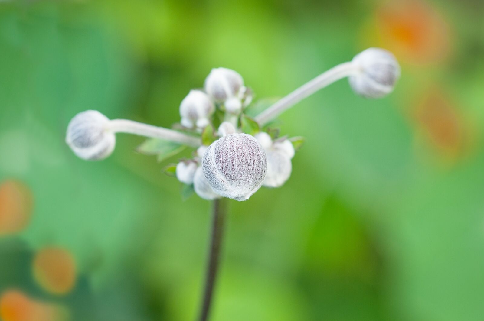 Nikon D90 sample photo. Anemone, fall anemone, filzbl photography