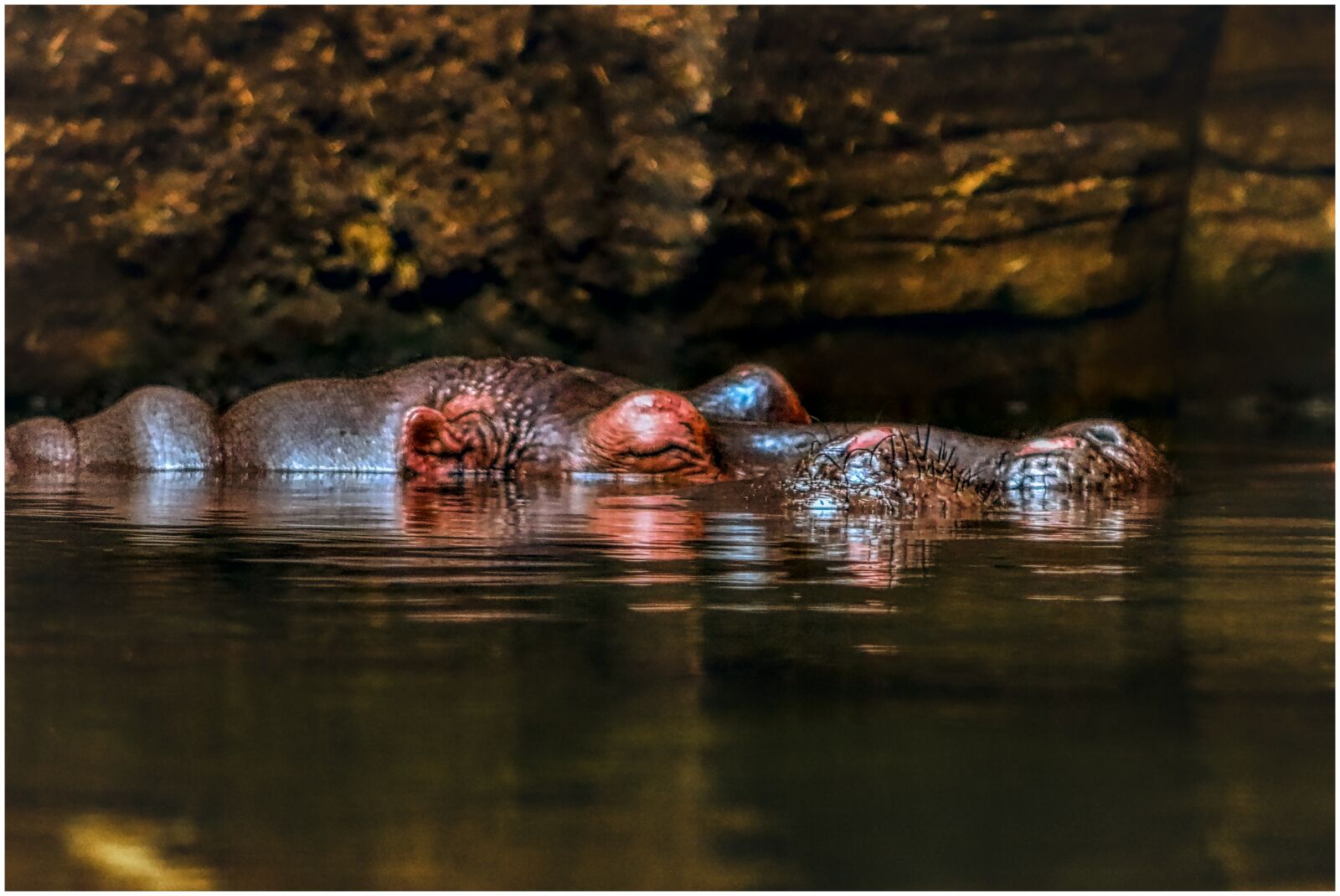 Canon EF75-300mm f/4-5.6 sample photo. Hippo, swim, water photography