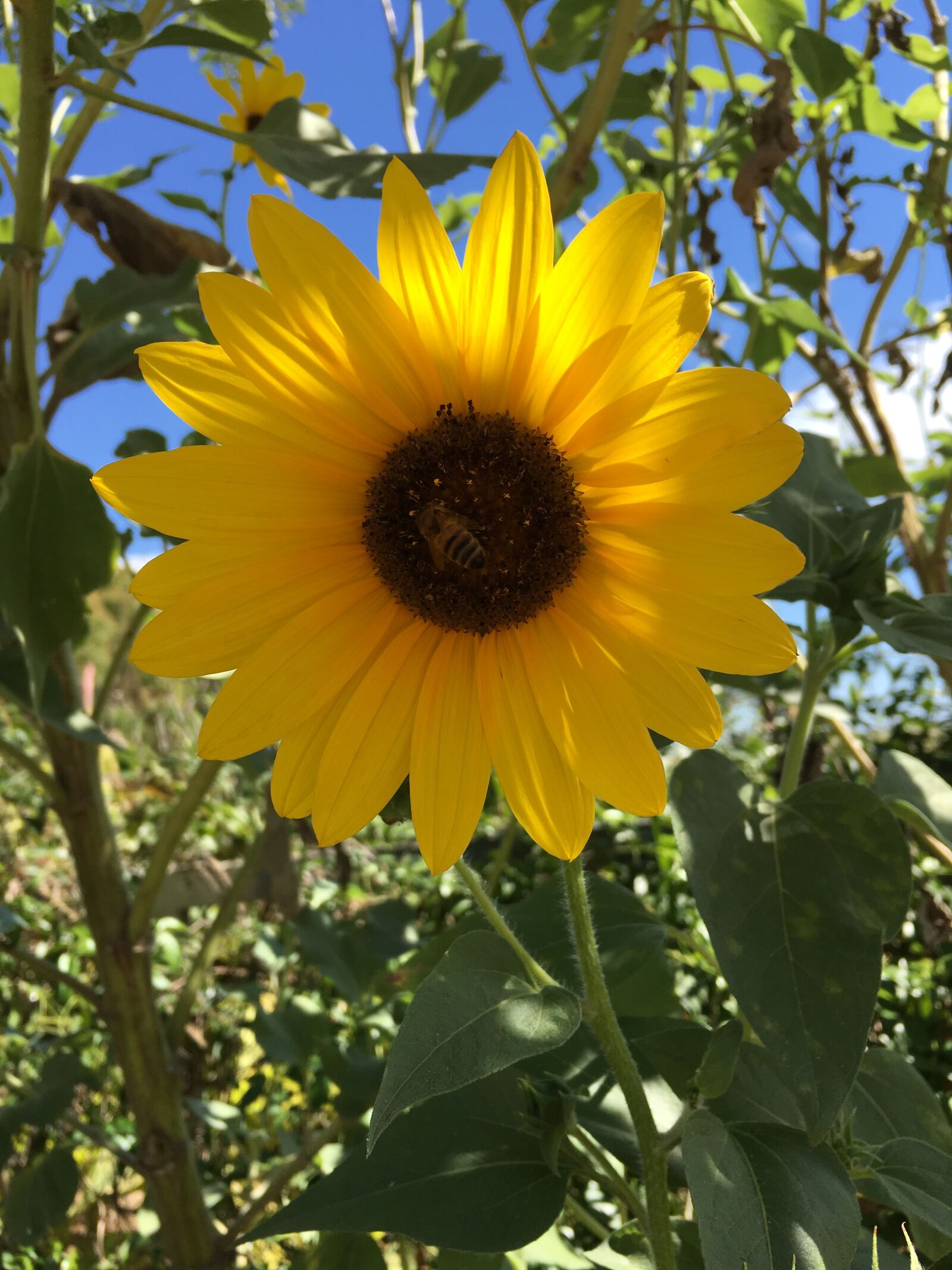 Apple iPhone 6s sample photo. Nature, sunflower, yellow photography
