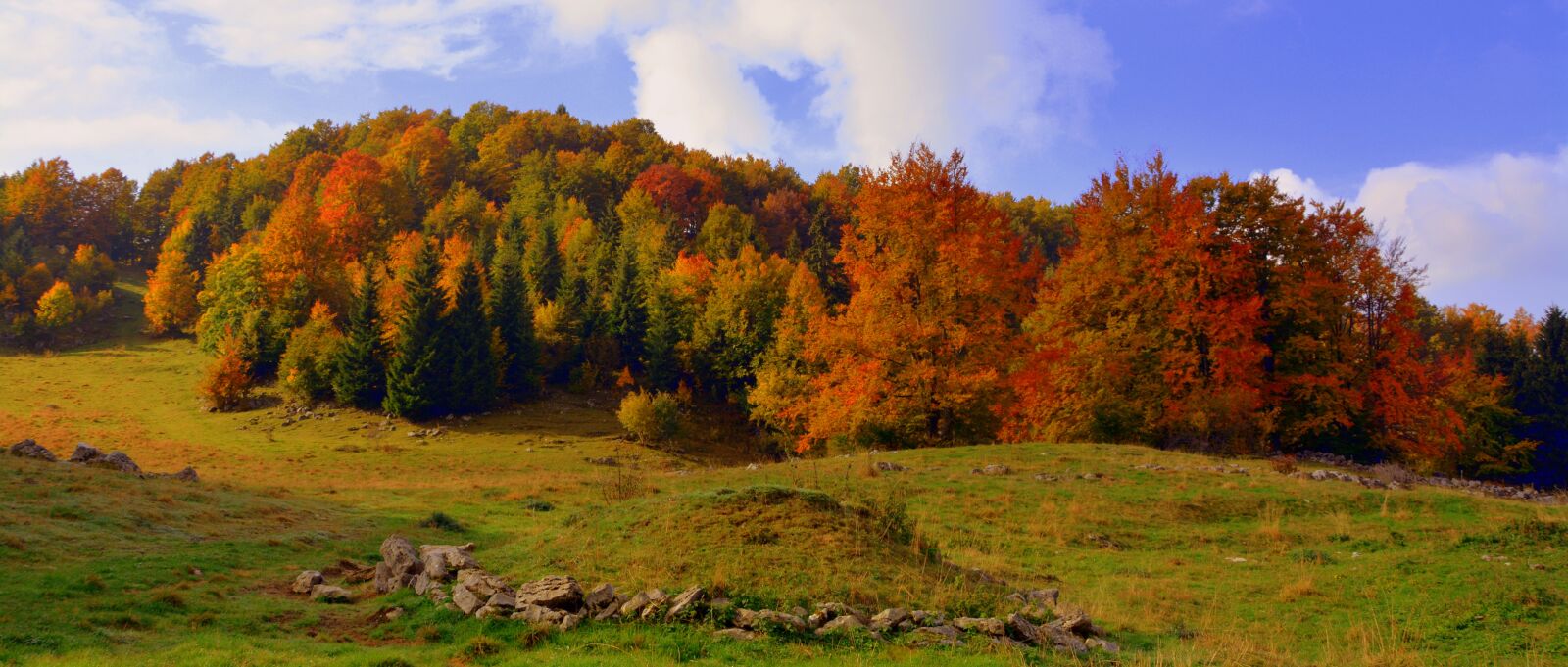 Nikon D7100 sample photo. Forest, autumn, prato photography