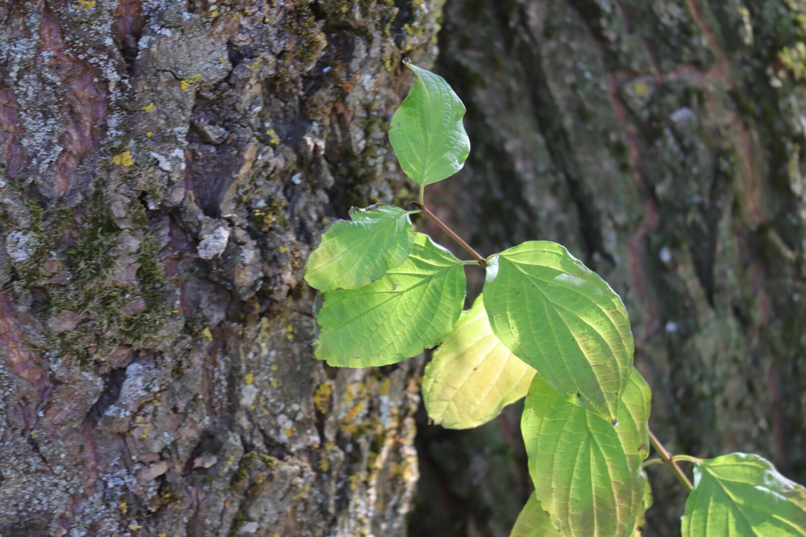 Canon EOS M50 (EOS Kiss M) sample photo. Tree, leaves, green photography