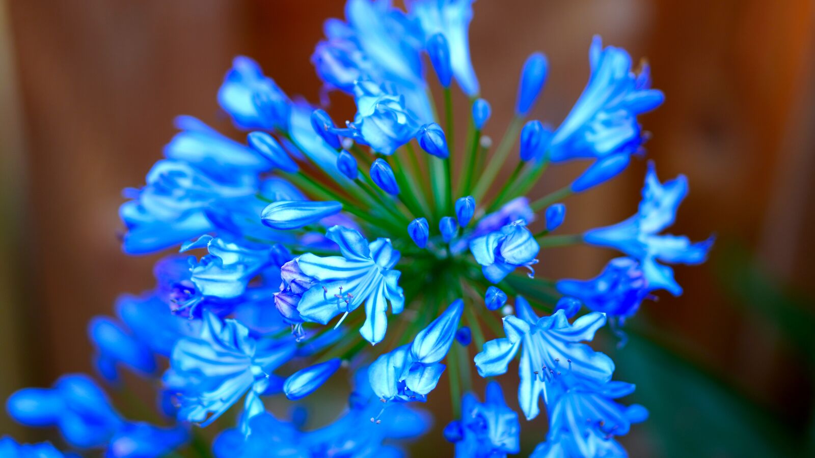 Blue blossom