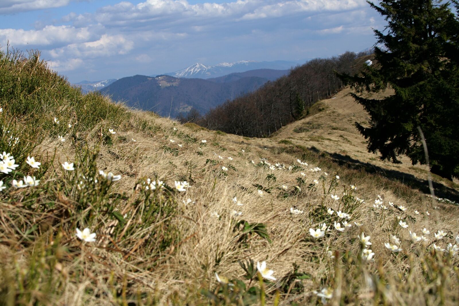 Canon EOS 400D (EOS Digital Rebel XTi / EOS Kiss Digital X) sample photo. Mountains, forest, glade photography