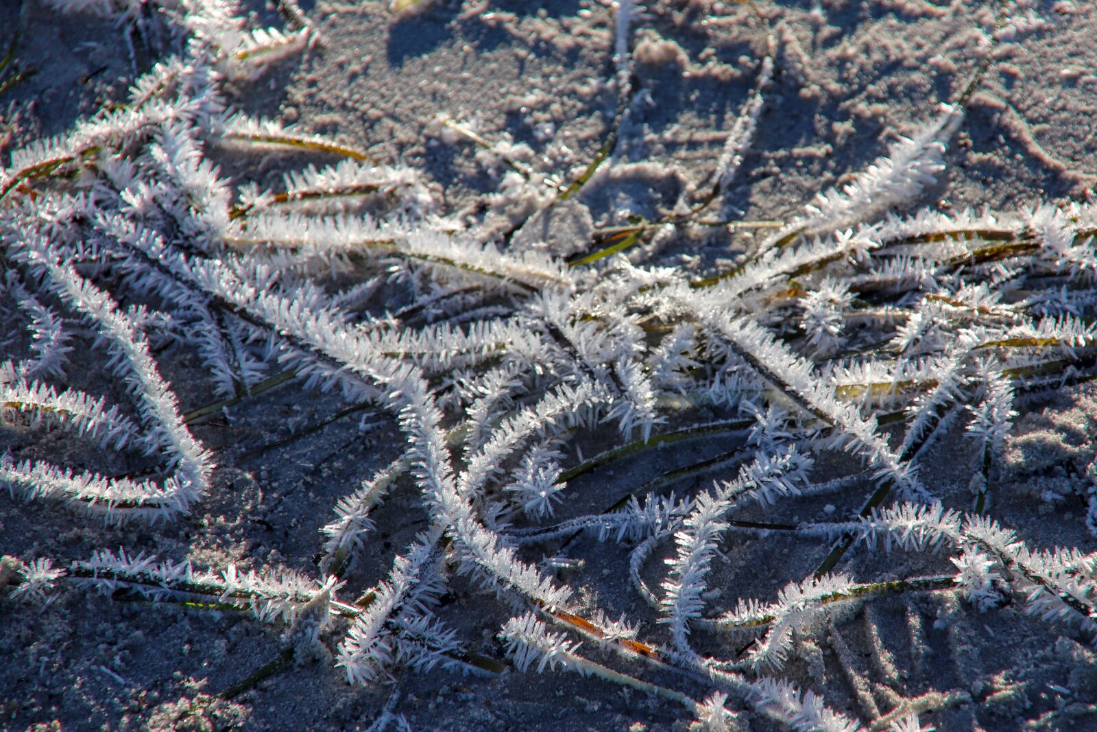 Canon EOS 200D (EOS Rebel SL2 / EOS Kiss X9) sample photo. Nature, frost photography