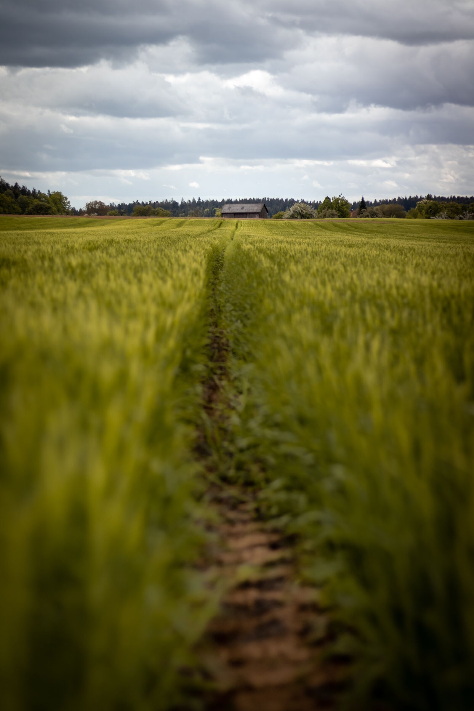 Canon EOS 77D (EOS 9000D / EOS 770D) + Canon EF 50mm F1.8 STM sample photo. Field, horror, landscape photography