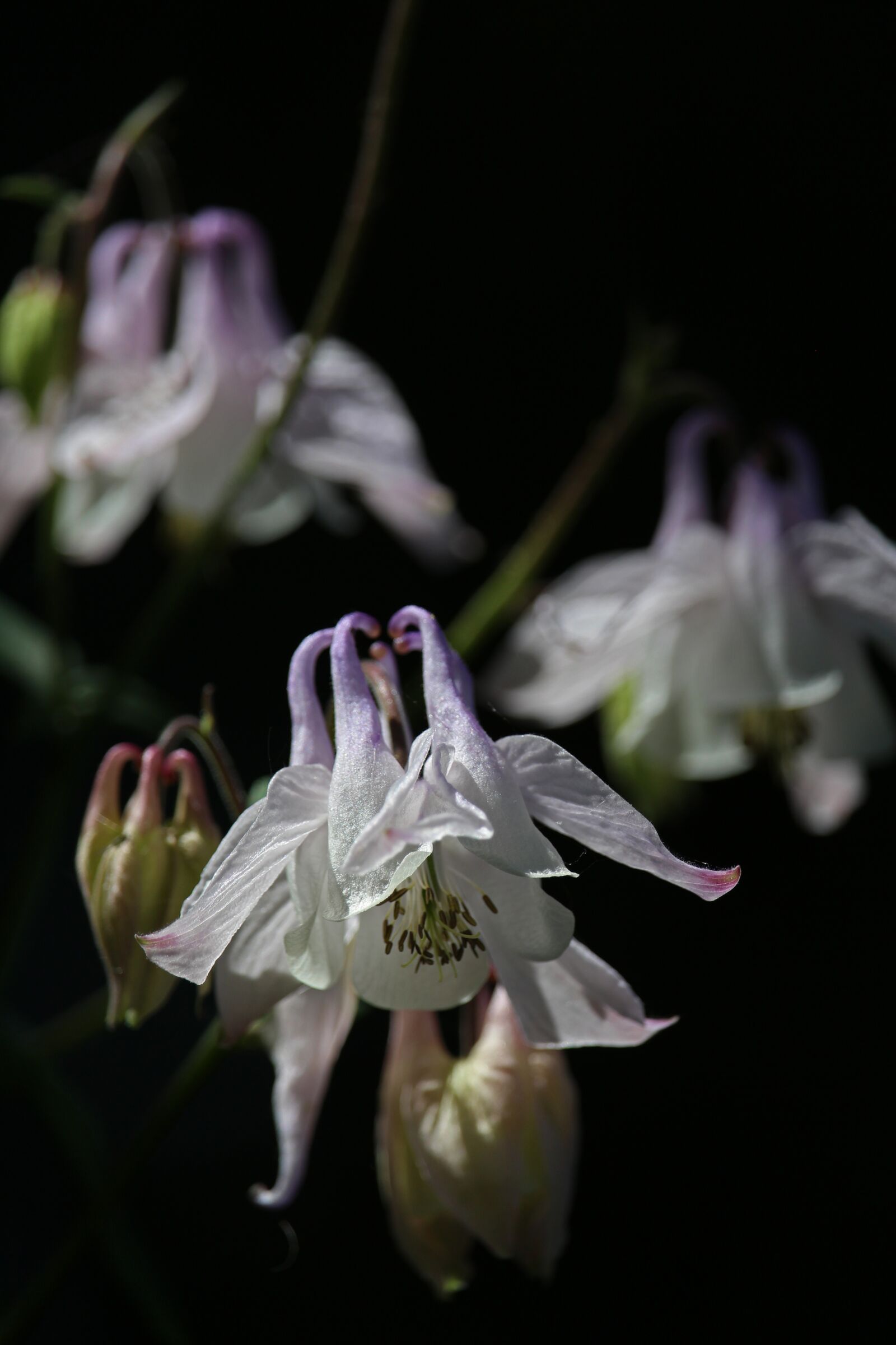 Canon EOS 700D (EOS Rebel T5i / EOS Kiss X7i) sample photo. Columbine, white columbine, blossom photography