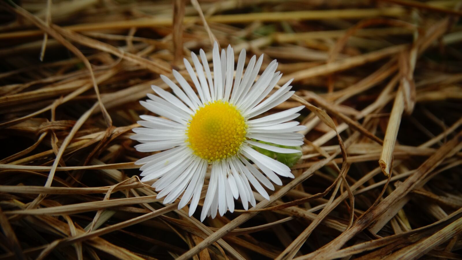 Sony Cyber-shot DSC-HX300 sample photo. Daisy, flower, hay photography