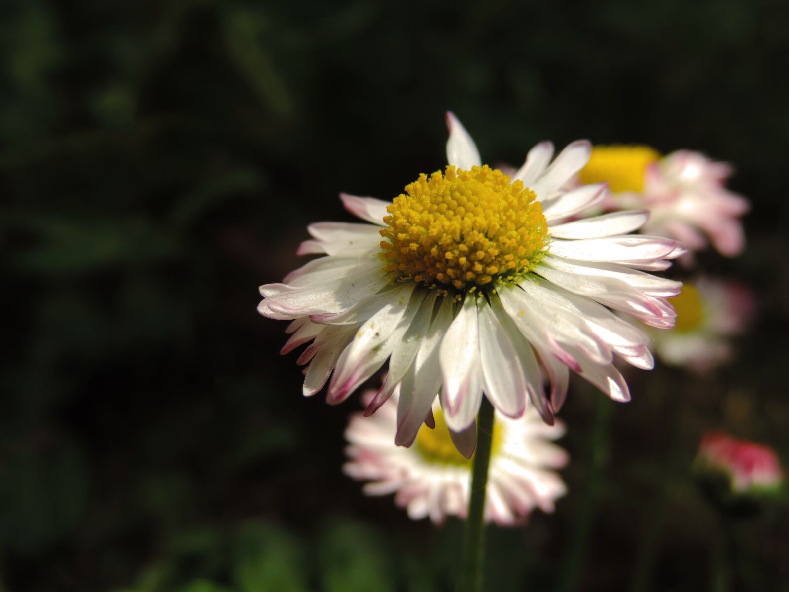 Nikon Coolpix P520 sample photo. Daisy, flower, spring photography