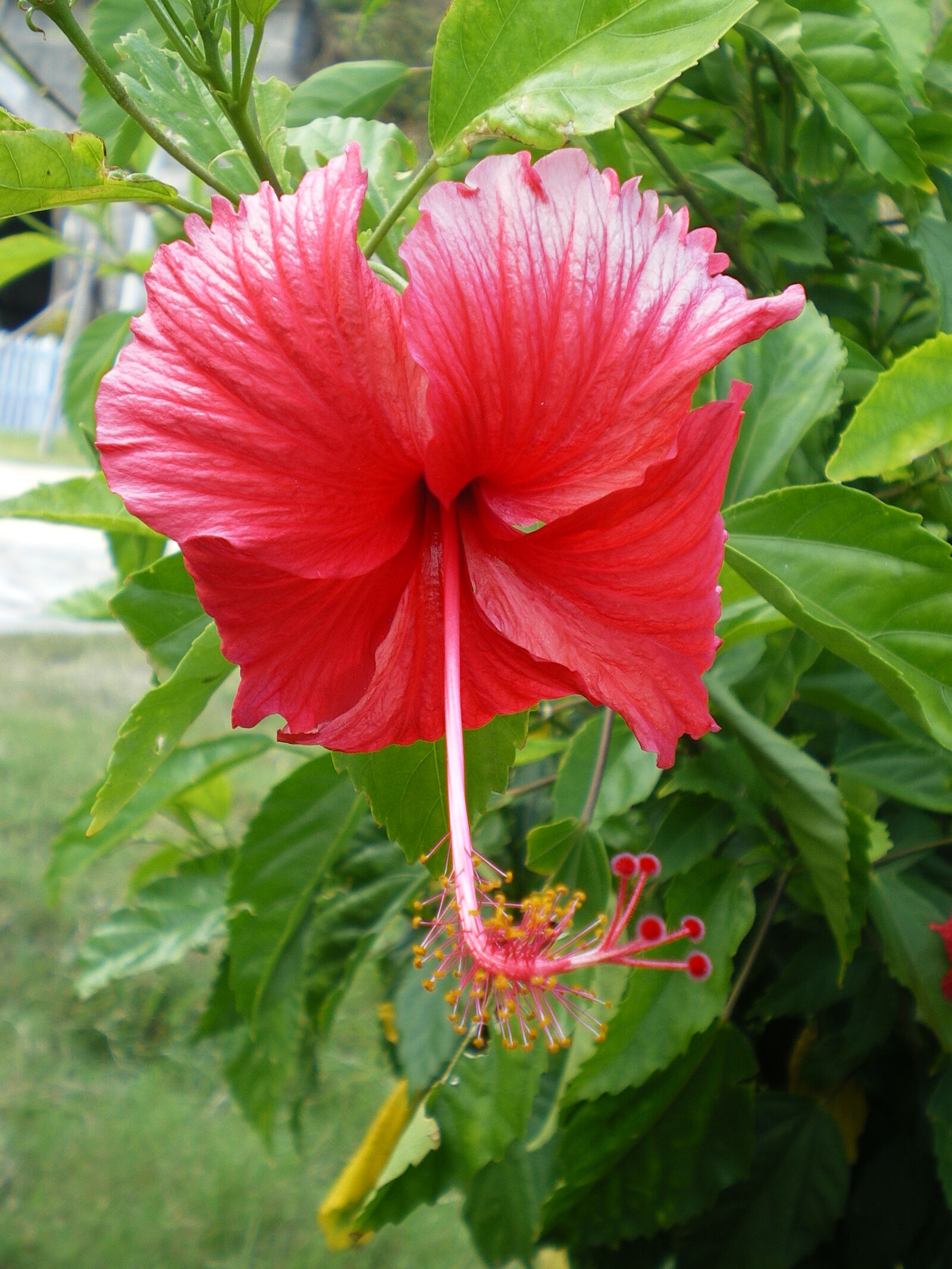 Pentax OPTIO M30 sample photo. Bunga, raya, close, up photography