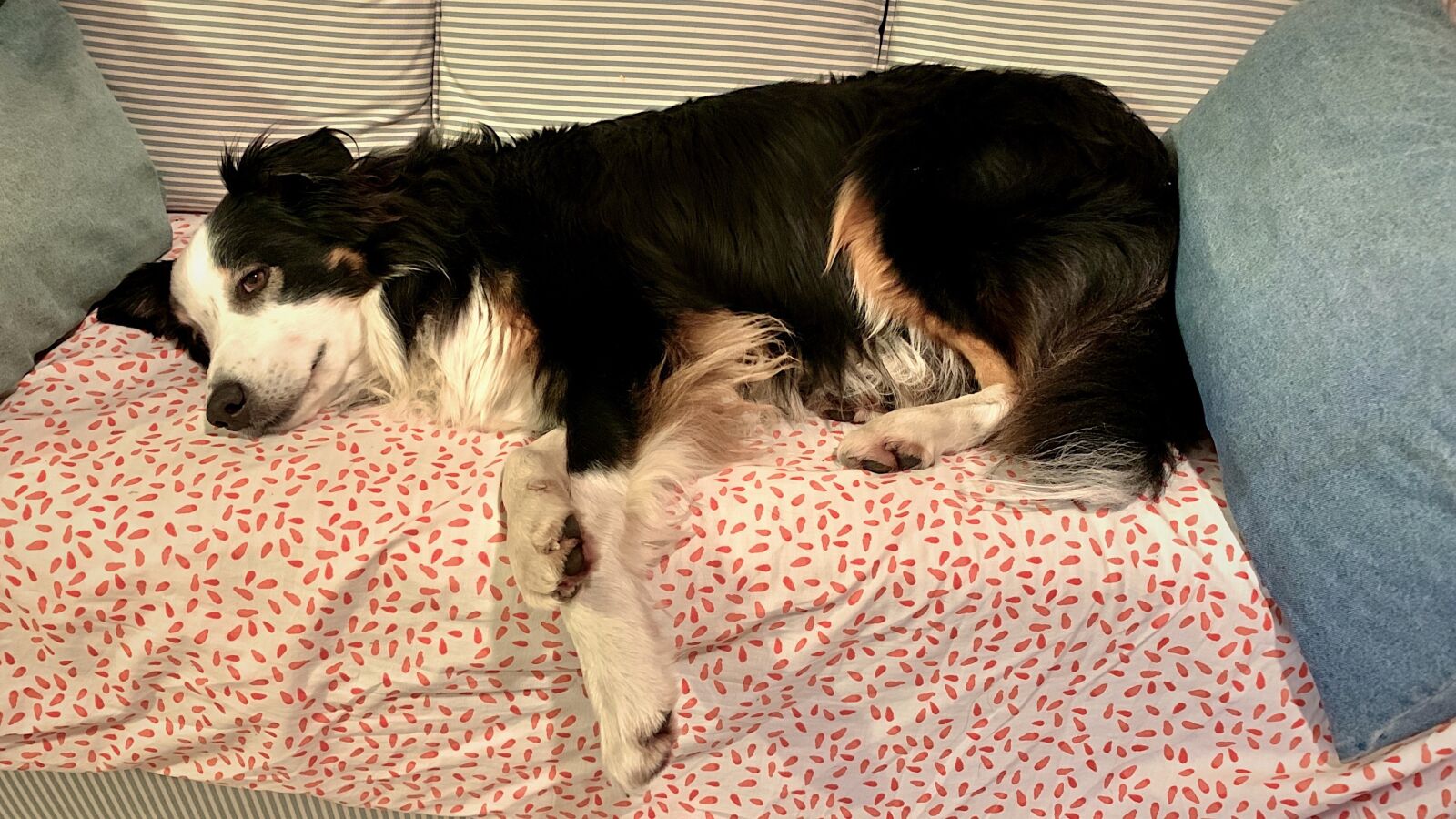 Apple iPhone XR sample photo. Dog, sofa, couch photography