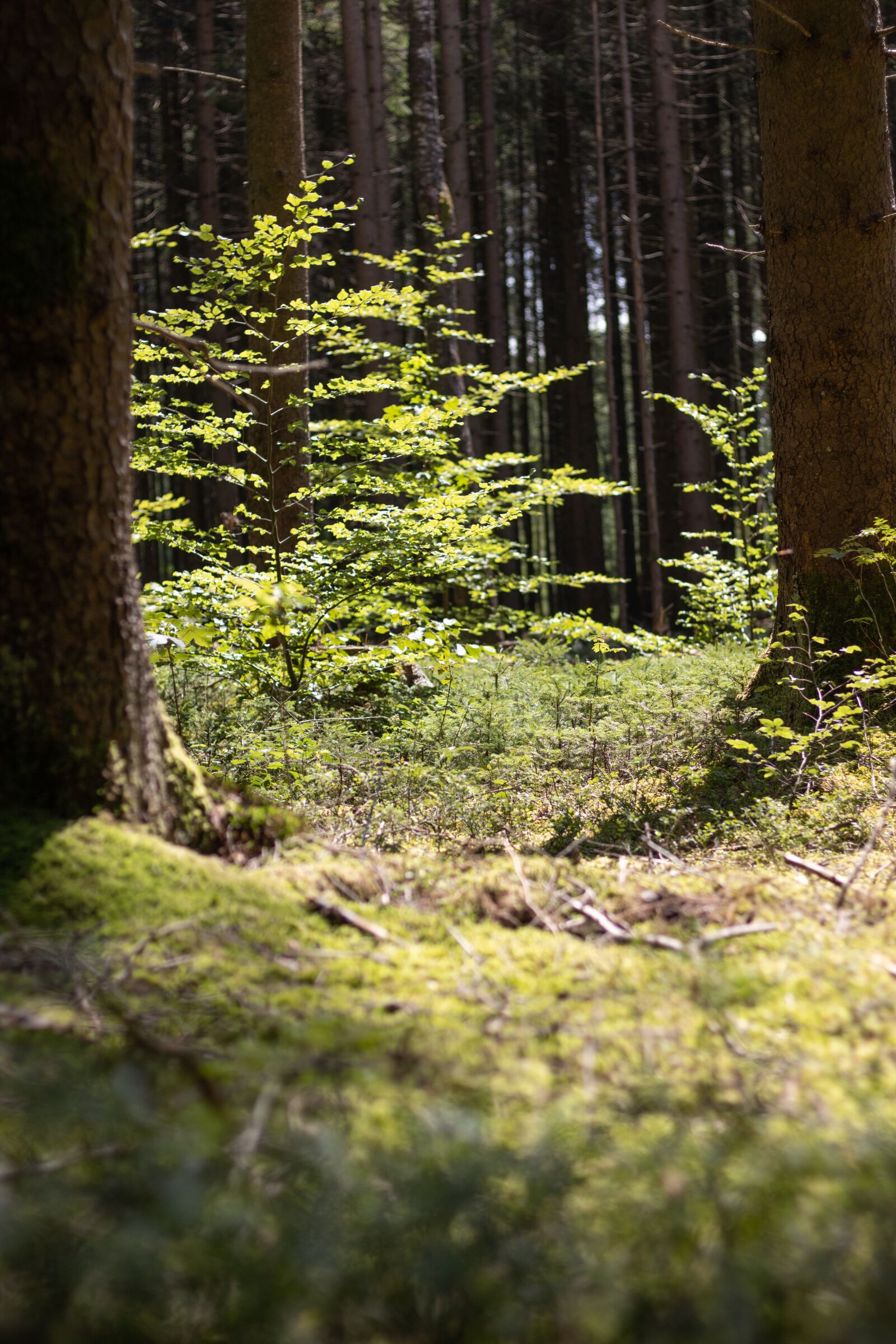 Canon EOS 2000D (EOS Rebel T7 / EOS Kiss X90 / EOS 1500D) + Canon EF 50mm F1.8 STM sample photo. Forest, bavaria, glade photography