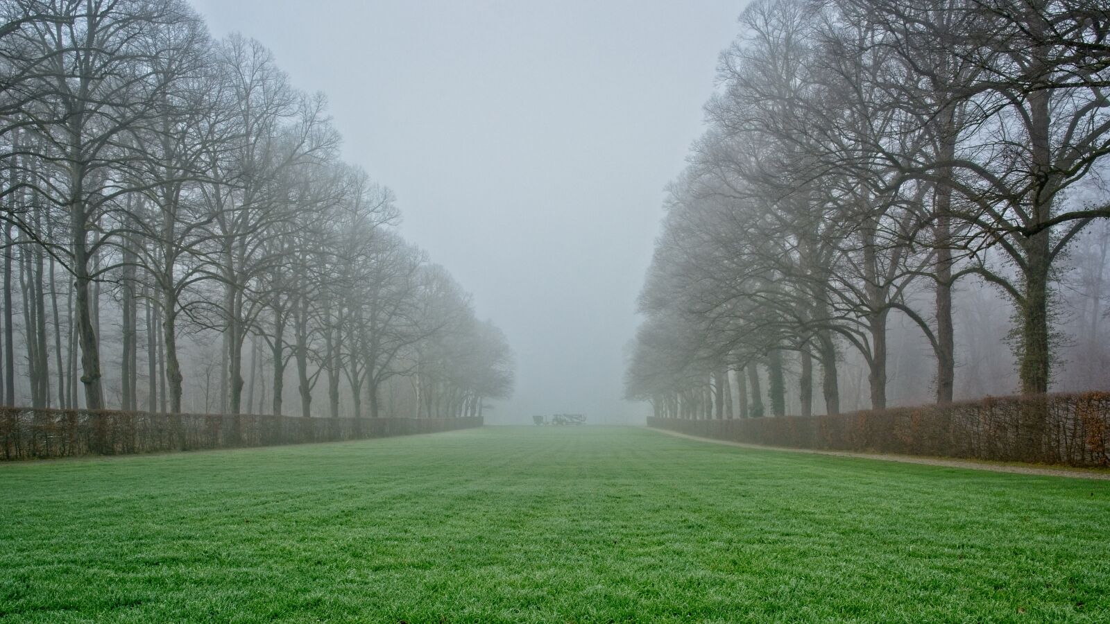 Nikon D7100 sample photo. Fog, morning, trees photography