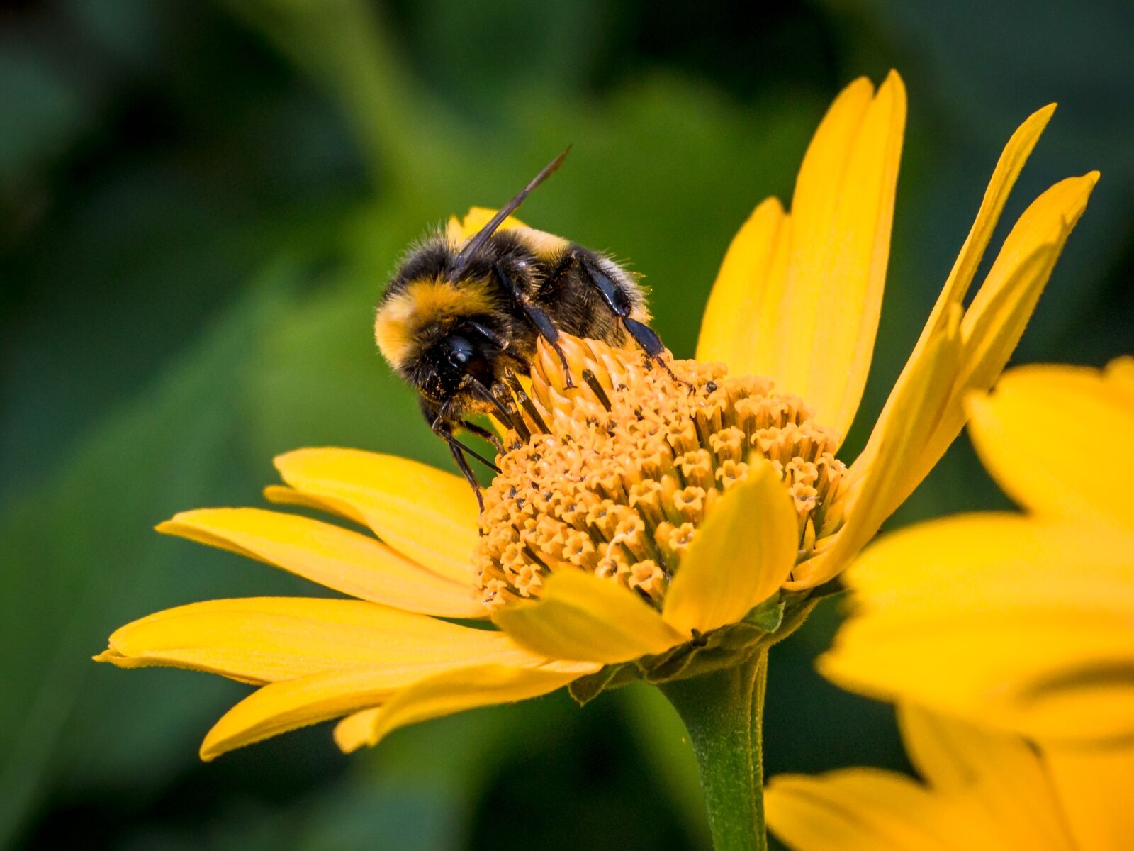Canon EOS 70D sample photo. Hummel, flower, nature photography