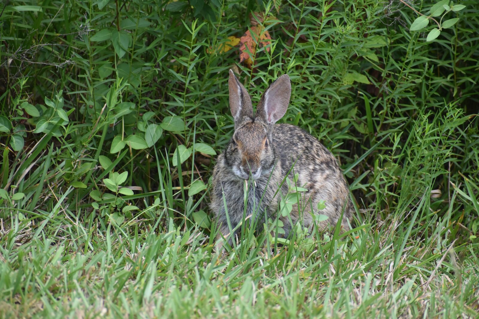 Nikon D3500 sample photo. Rabbit, grass, forest photography