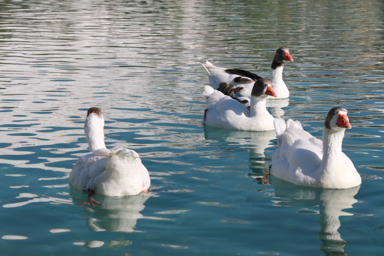 Canon EF-S 18-135mm F3.5-5.6 IS sample photo. Duck, marine, bird photography
