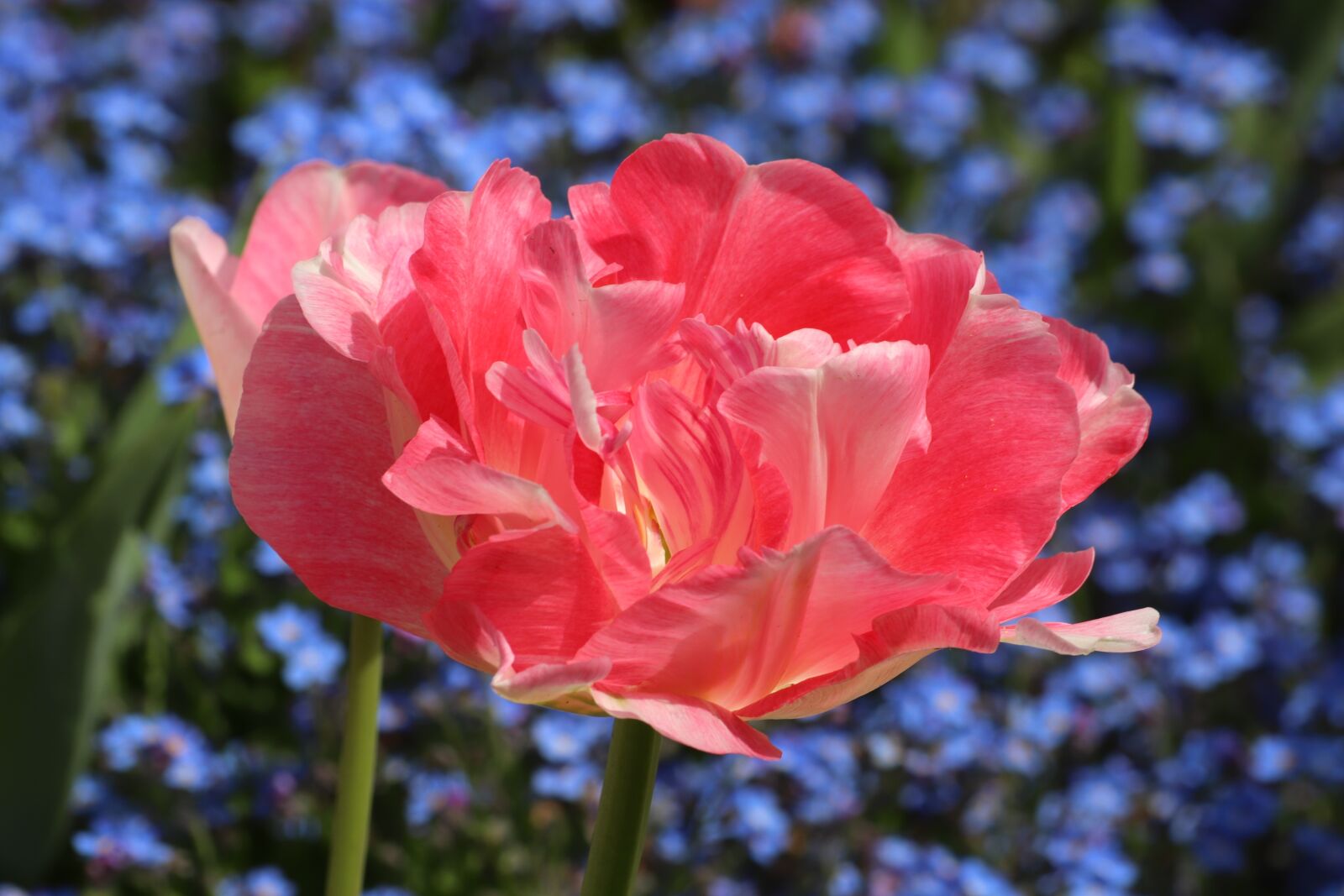 Canon EOS 200D (EOS Rebel SL2 / EOS Kiss X9) sample photo. Spring, pink tulip, blue photography