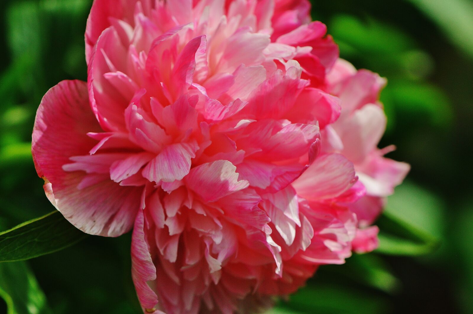 Nikon D3200 sample photo. Peony, flower, pink photography
