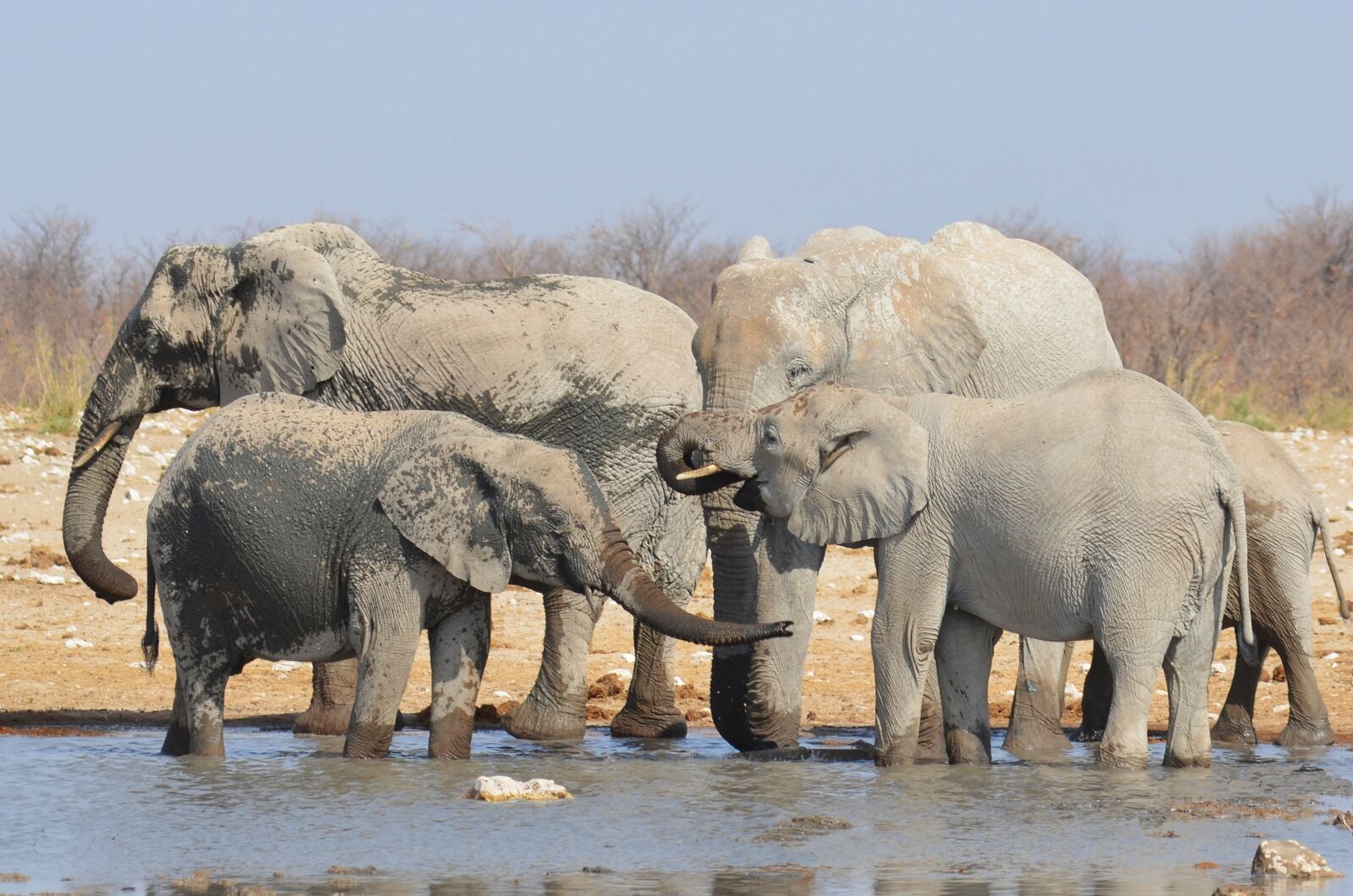 Nikon D5100 sample photo. Elephant, water hole, africa photography