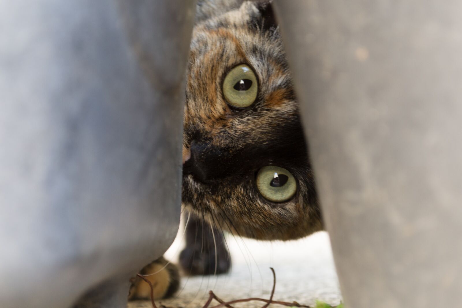 Nikon D3100 sample photo. Cat, pet, animal photography