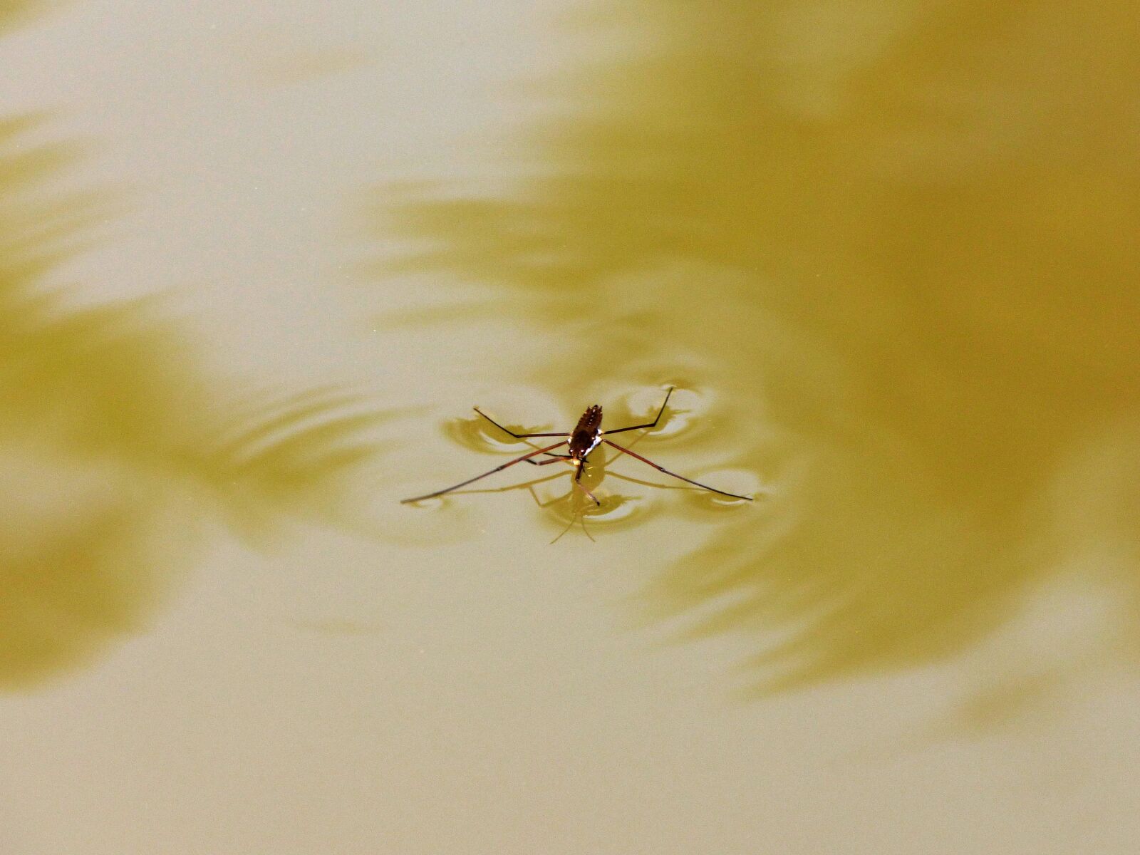 Panasonic Lumix DMC-FZ70 sample photo. Insect, bug, ripples photography