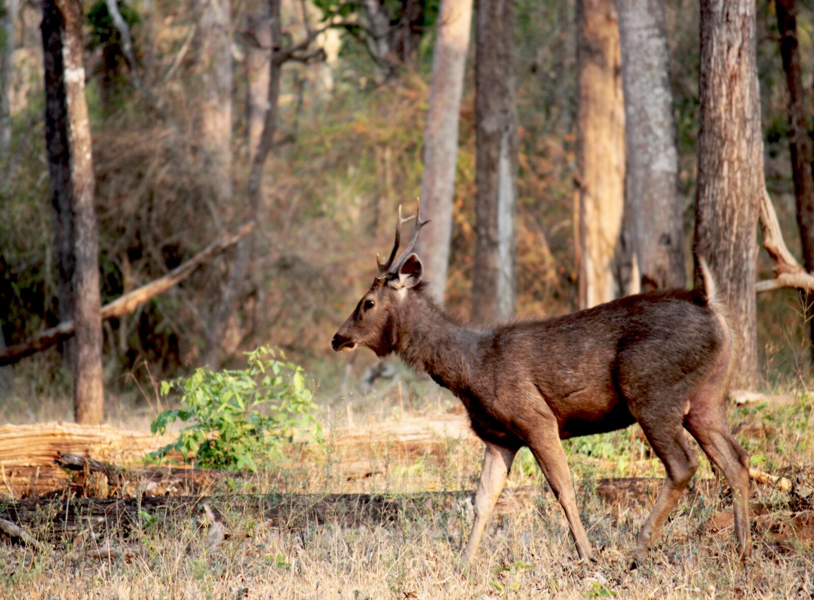 Canon EOS 500D (EOS Rebel T1i / EOS Kiss X3) sample photo. Deer, jungle, wildlife photography