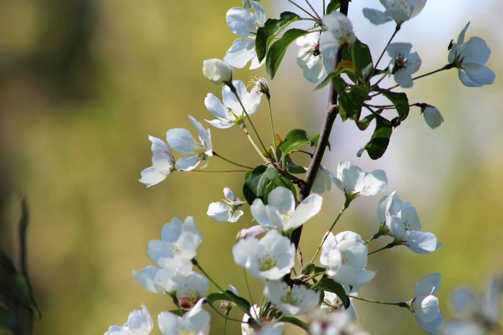 Canon EF 75-300mm f/4-5.6 sample photo. Flower, bloom, blue photography