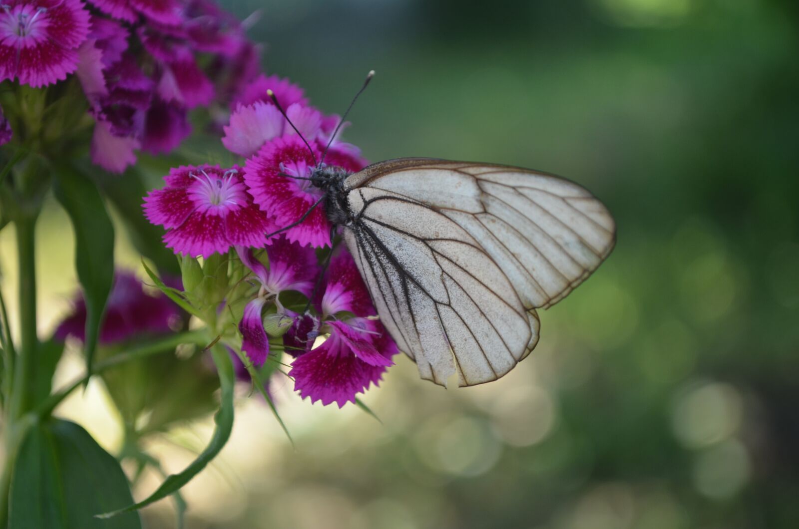 Nikon D5100 sample photo. Butterfly, flower, nature photography