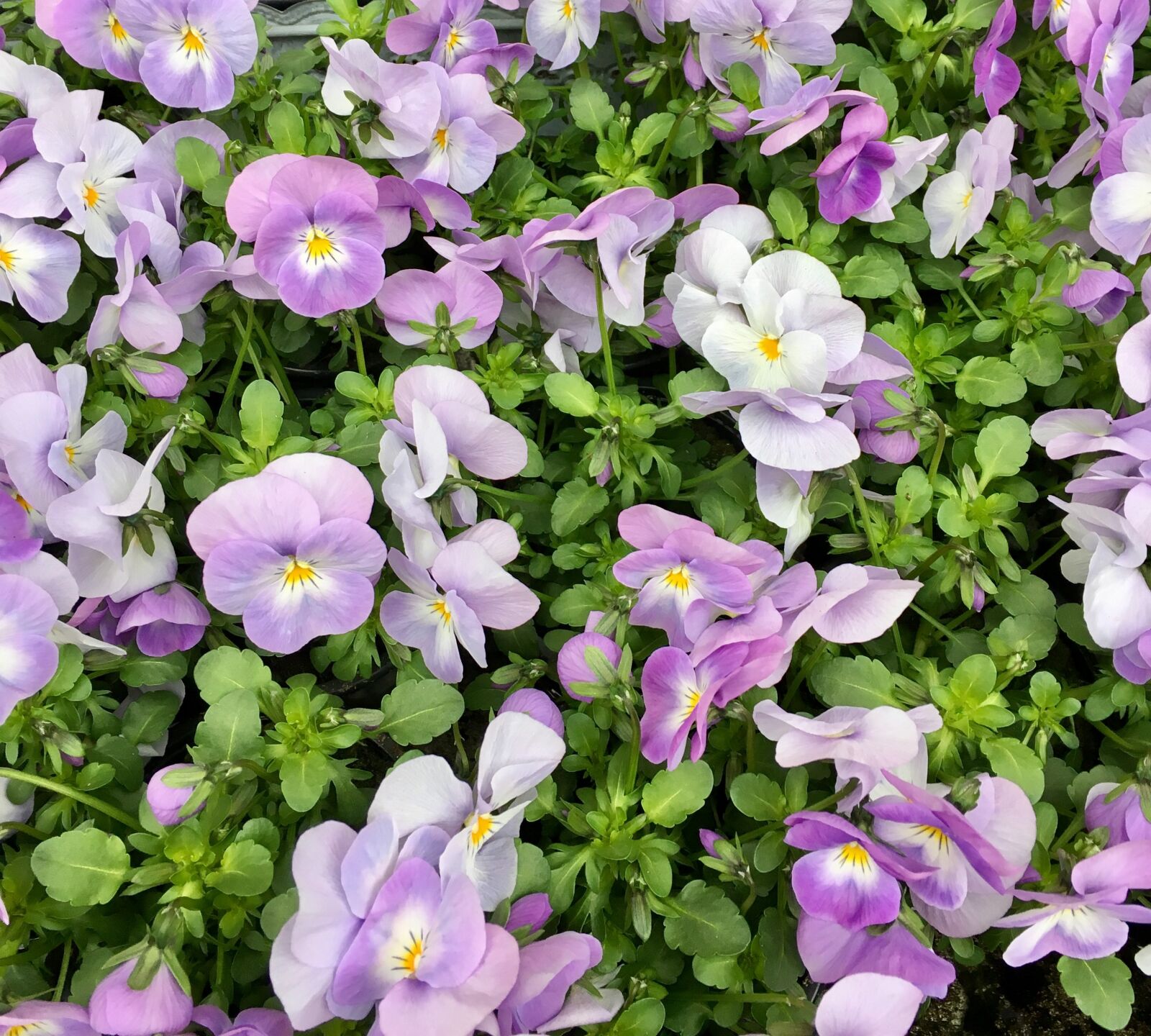 Apple iPhone 6s sample photo. Flowers, pansies, planting photography