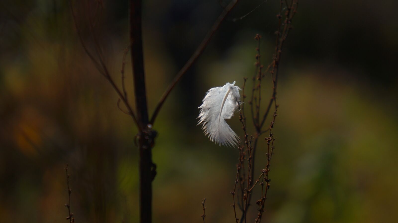 Sony Alpha a3000 + Sony E 18-55mm F3.5-5.6 OSS sample photo. Nature, dark, a feather photography