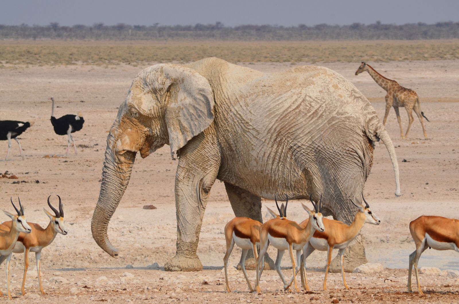 Nikon D5100 sample photo. Elephant, africa, etosha photography