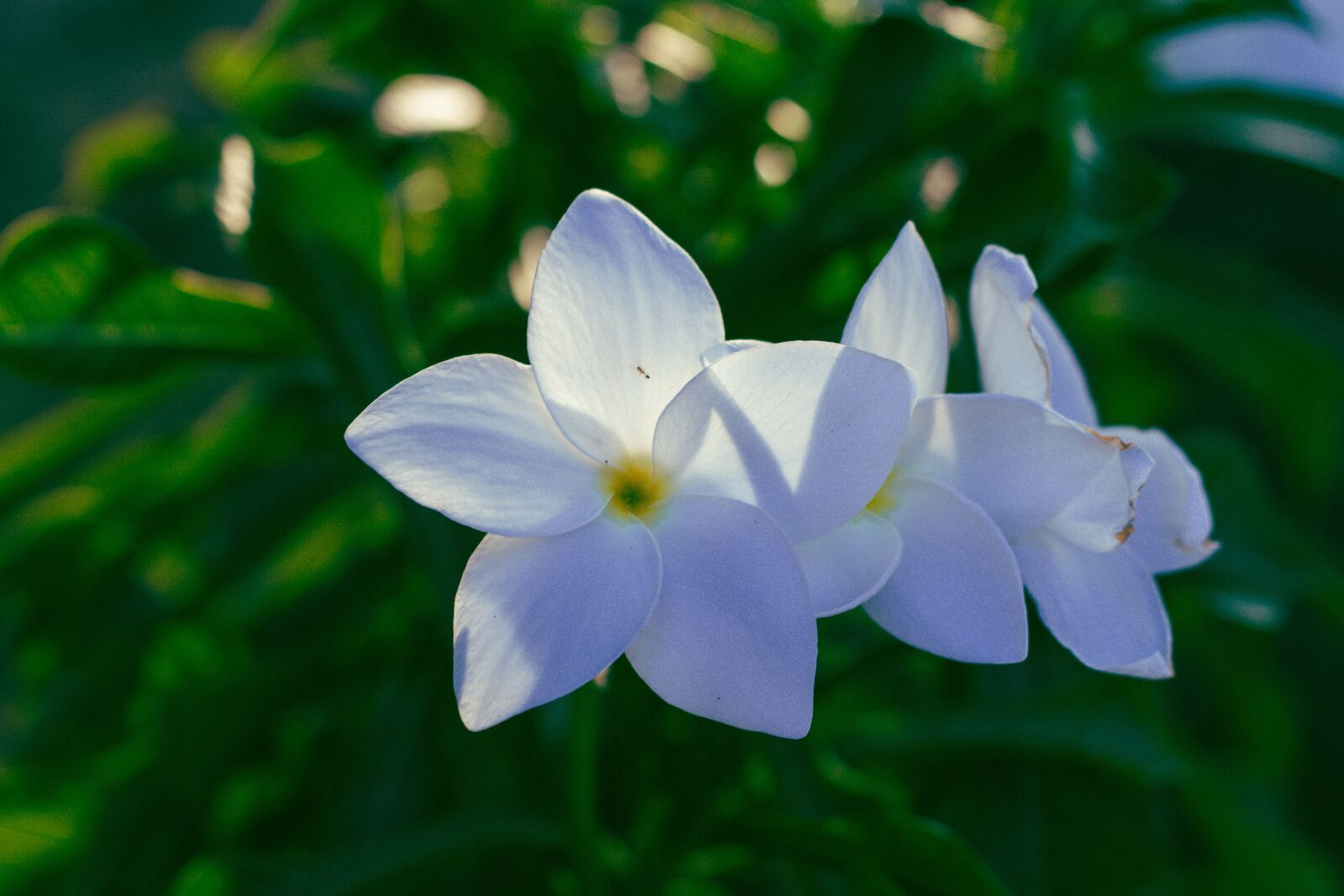 Canon EOS 700D (EOS Rebel T5i / EOS Kiss X7i) + Canon EF 50mm F1.8 STM sample photo. Liliales, flower, flowers photography