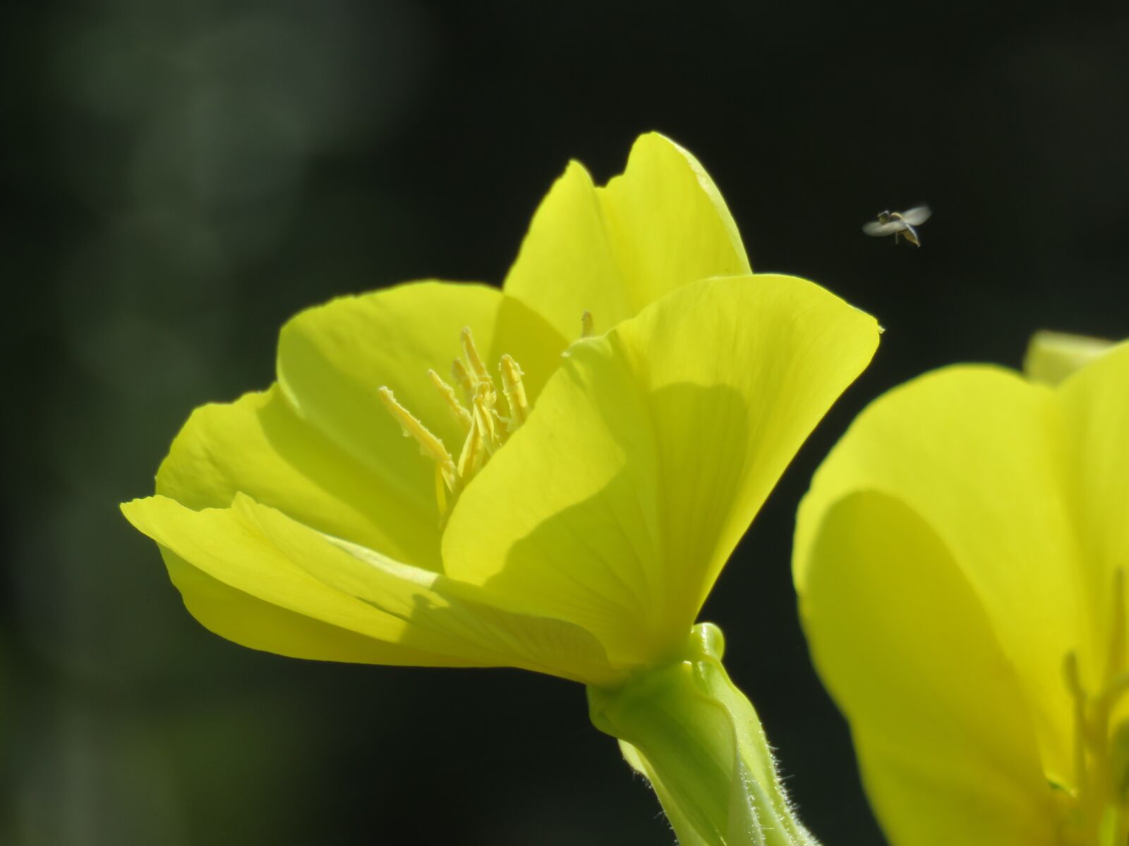 Canon PowerShot SX60 HS sample photo. Flowers, nature, yellow flowers photography