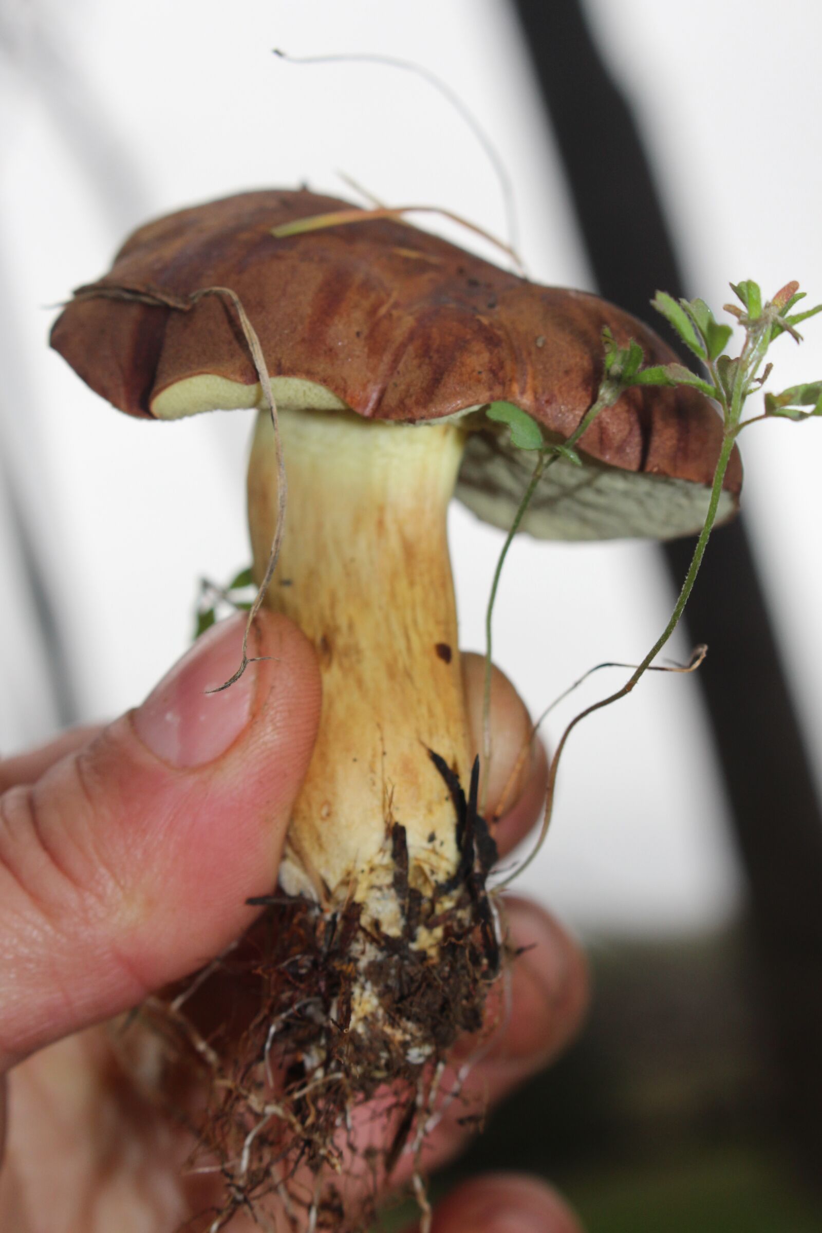 Canon EOS 700D (EOS Rebel T5i / EOS Kiss X7i) sample photo. Bay bolete, fungus, mushroom photography