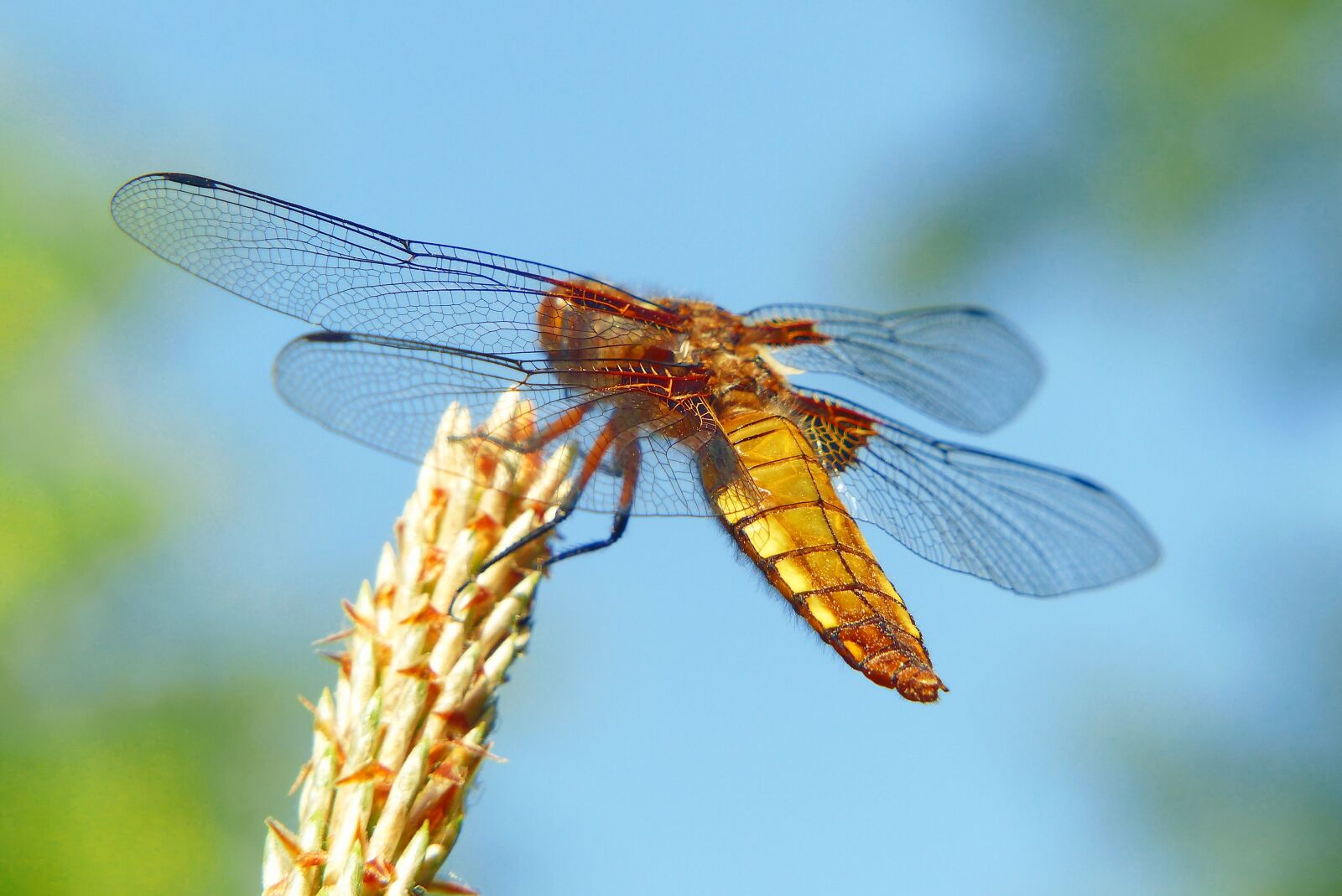 Panasonic Lumix DMC-FZ200 sample photo. Animals, invertebrates, insect photography