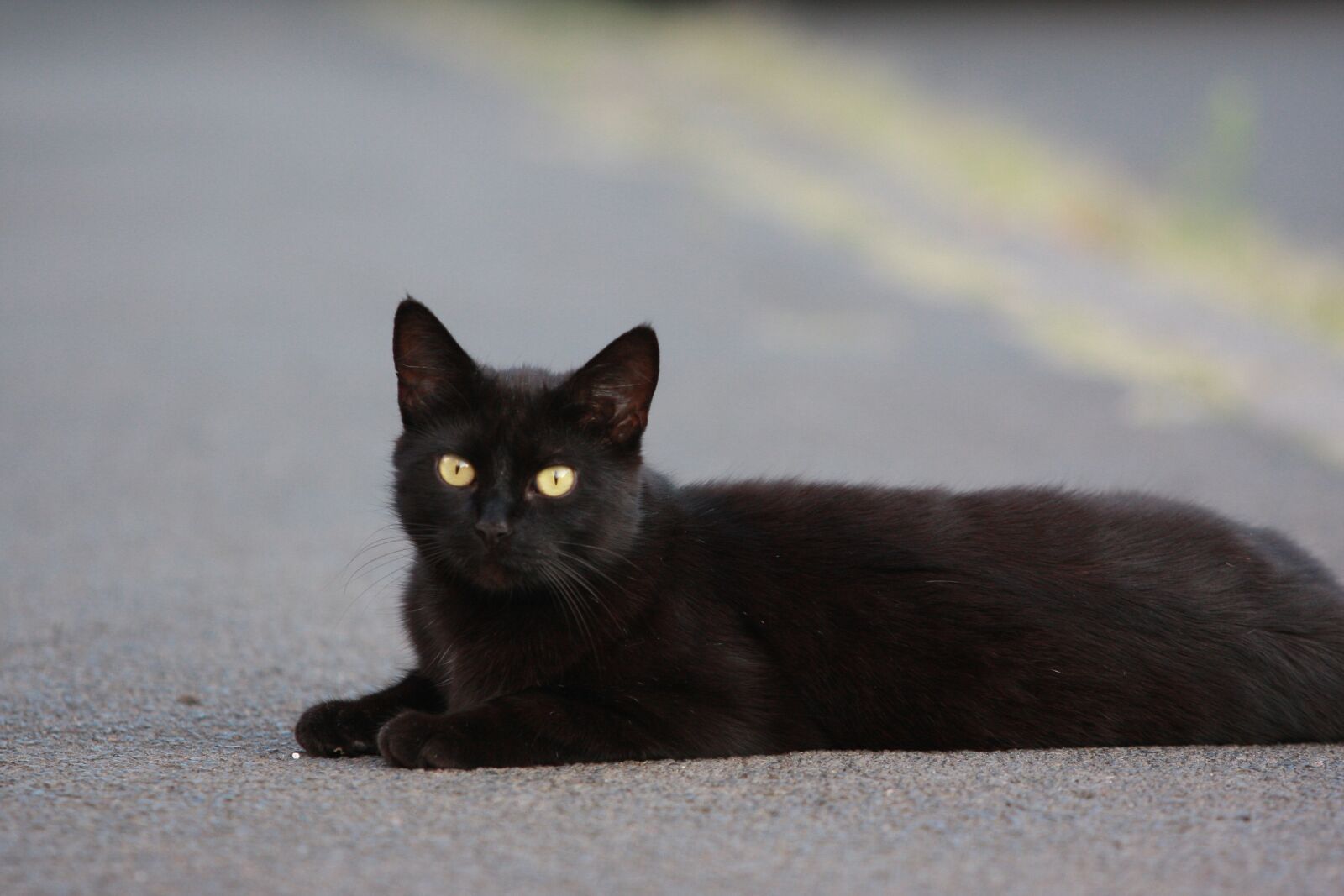 Canon EOS 40D sample photo. Cat, pet, black photography