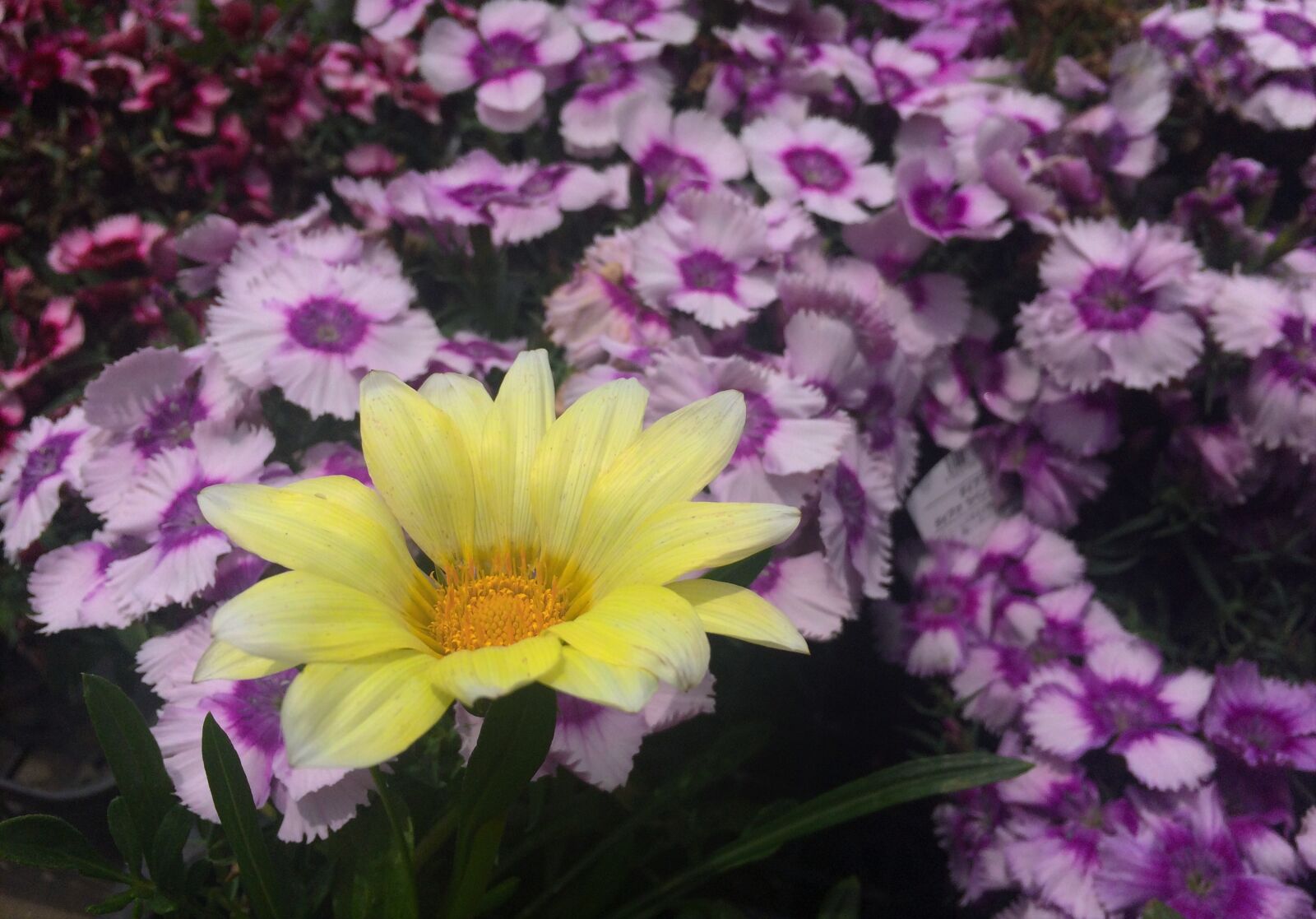 iPhone 5s back camera 4.15mm f/2.2 sample photo. Flowers, white, yellow photography