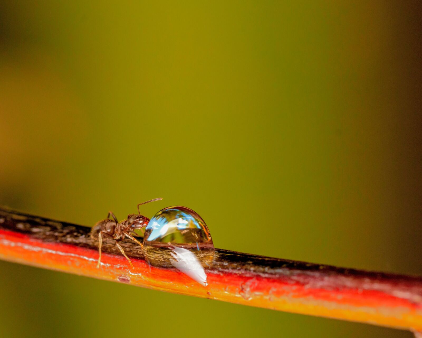 Canon EOS 70D + Canon TAMRON SP 90mm F/2.8 Di VC USD MACRO1:1 F004 sample photo. Ant, water drop, nature photography