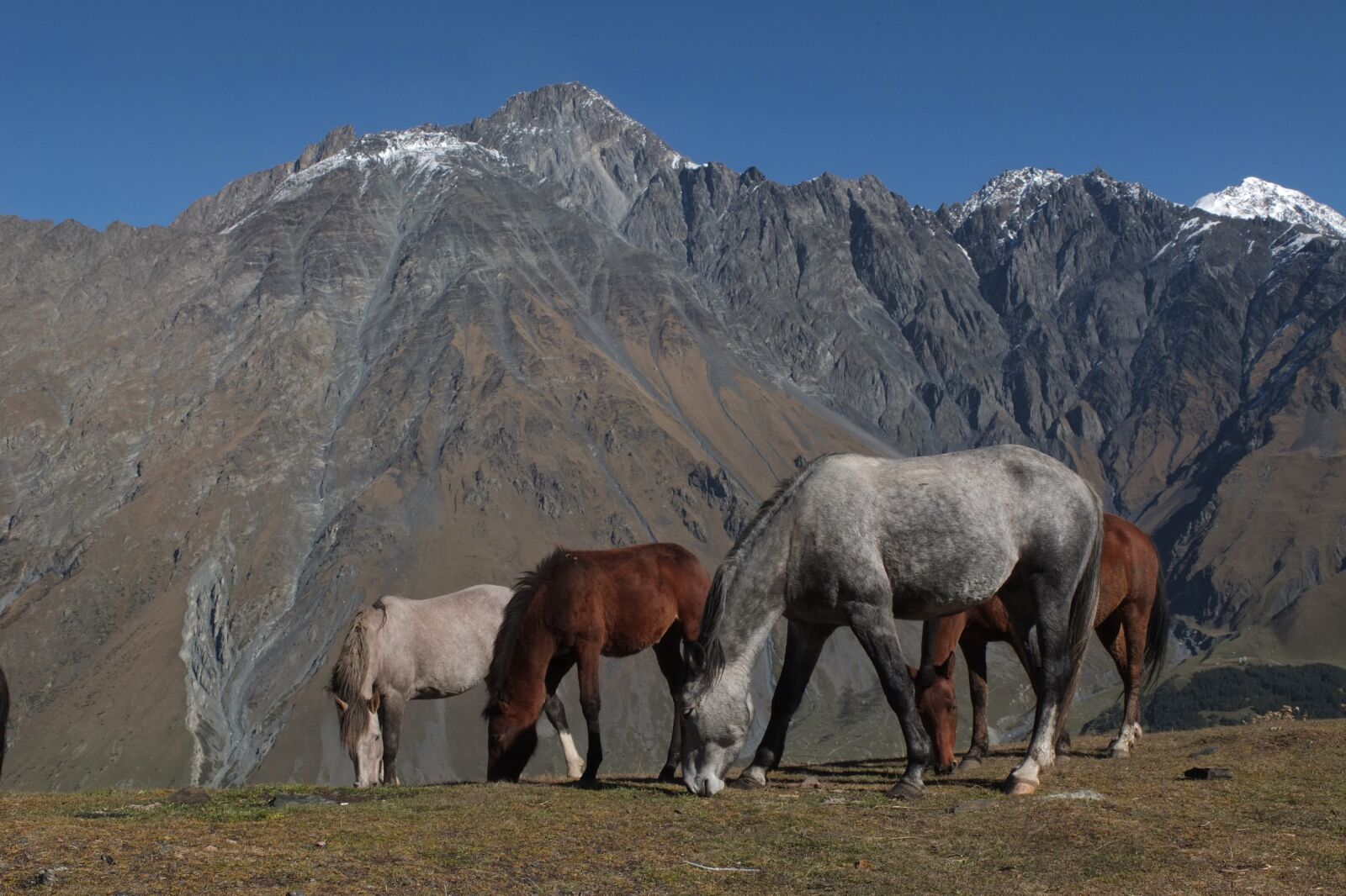 Fujifilm X10 sample photo. Horses, mountains, caucasus photography