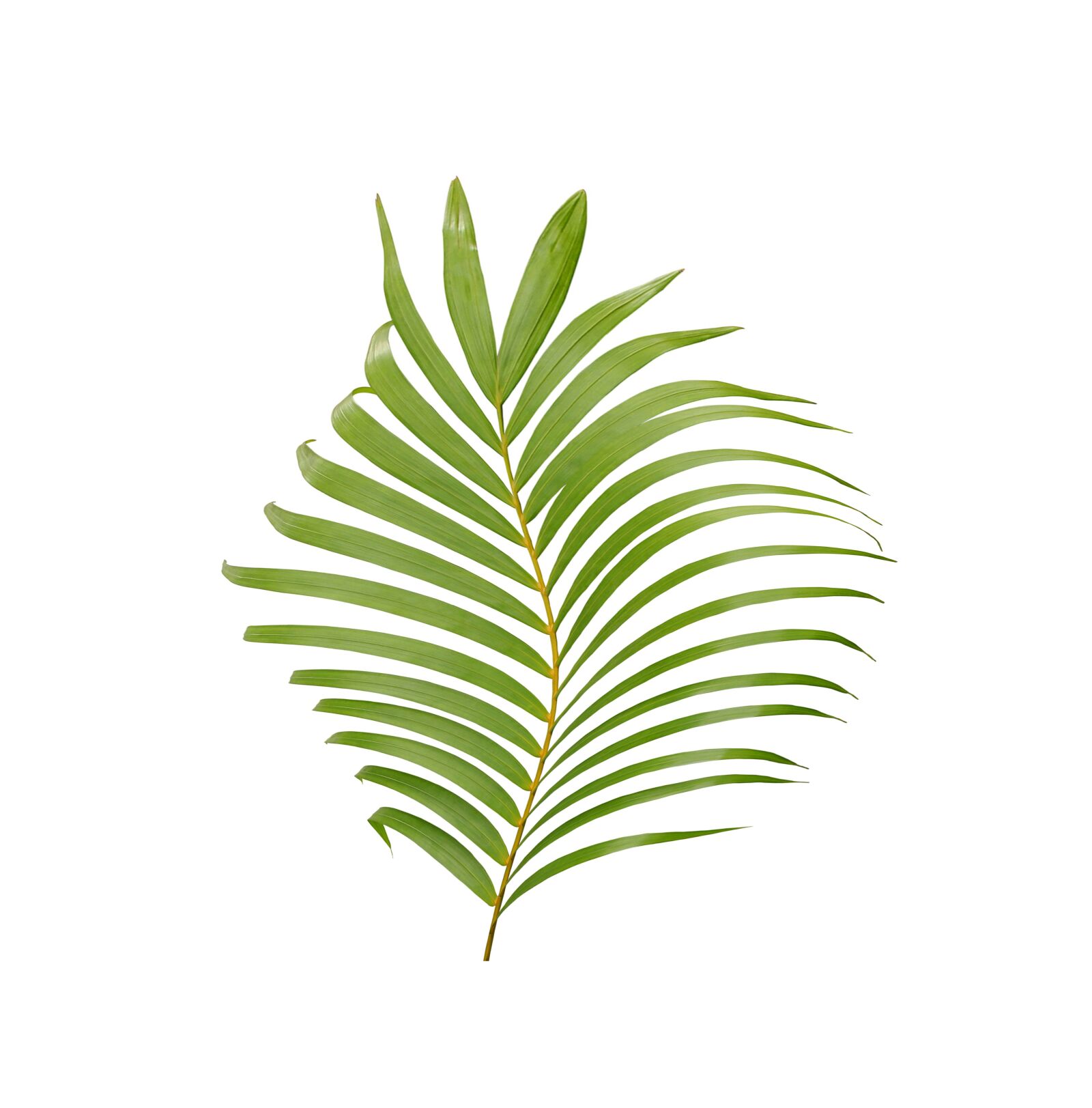 Canon EOS 700D (EOS Rebel T5i / EOS Kiss X7i) sample photo. Palm, leaf, tropical photography