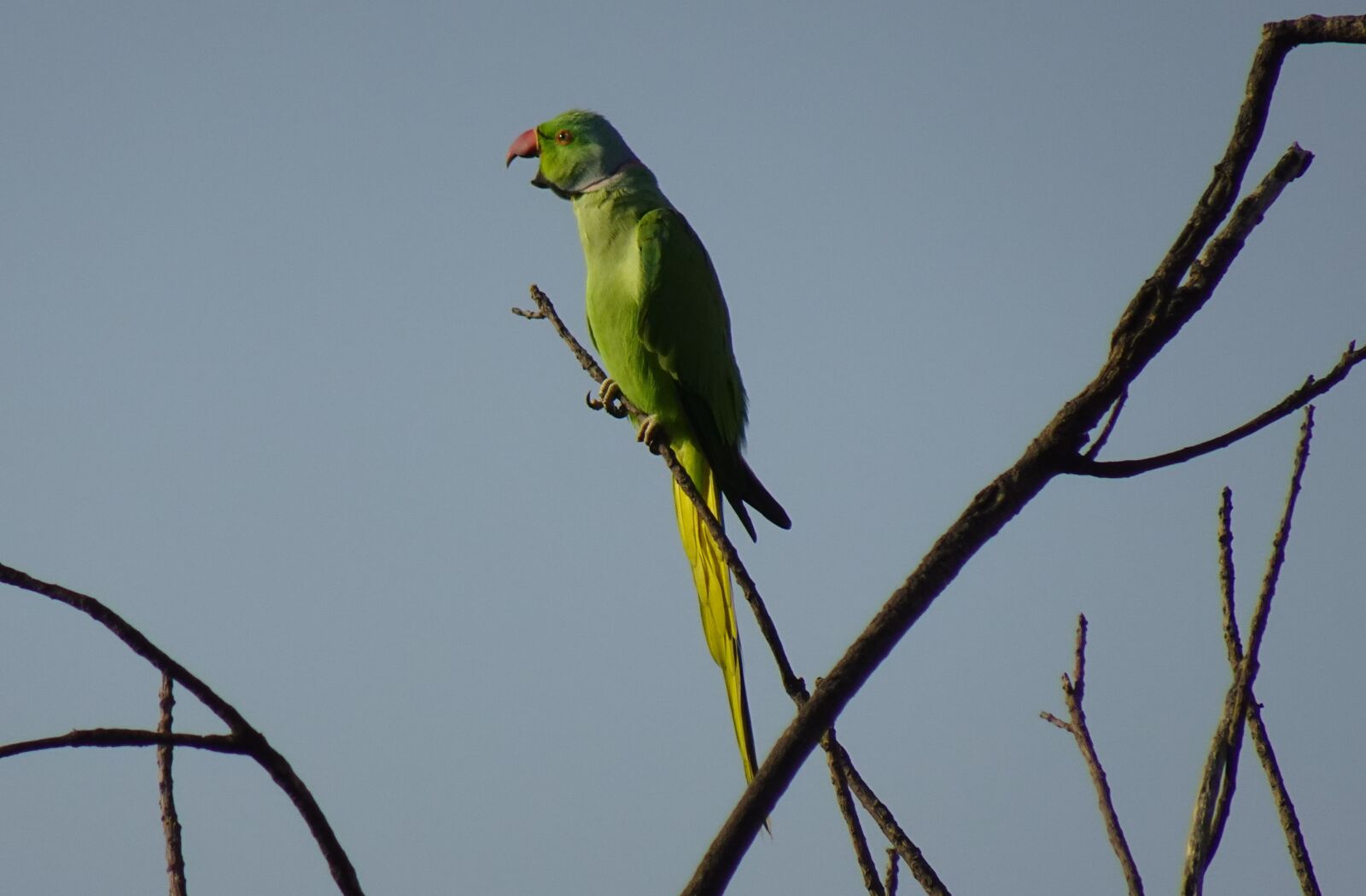 Sony DSC-WX800 sample photo. Bird, parakeet, green photography