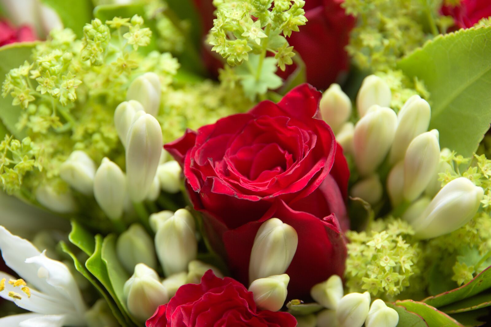 Pentax K-70 sample photo. Rose, blume, blüte photography