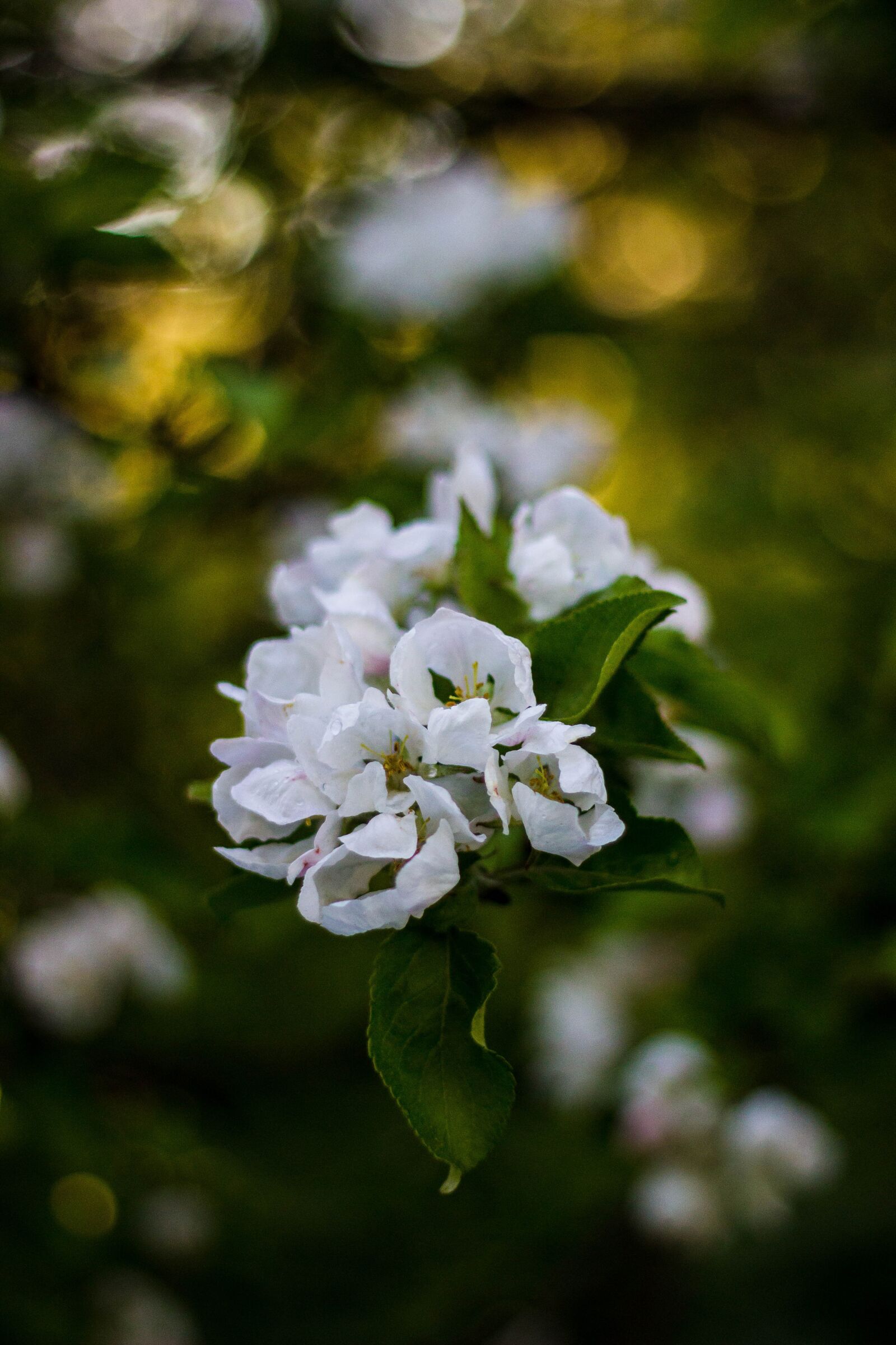 Canon EOS 600D (Rebel EOS T3i / EOS Kiss X5) + Canon EF 50mm F1.8 II sample photo. Green, leaf, plant photography
